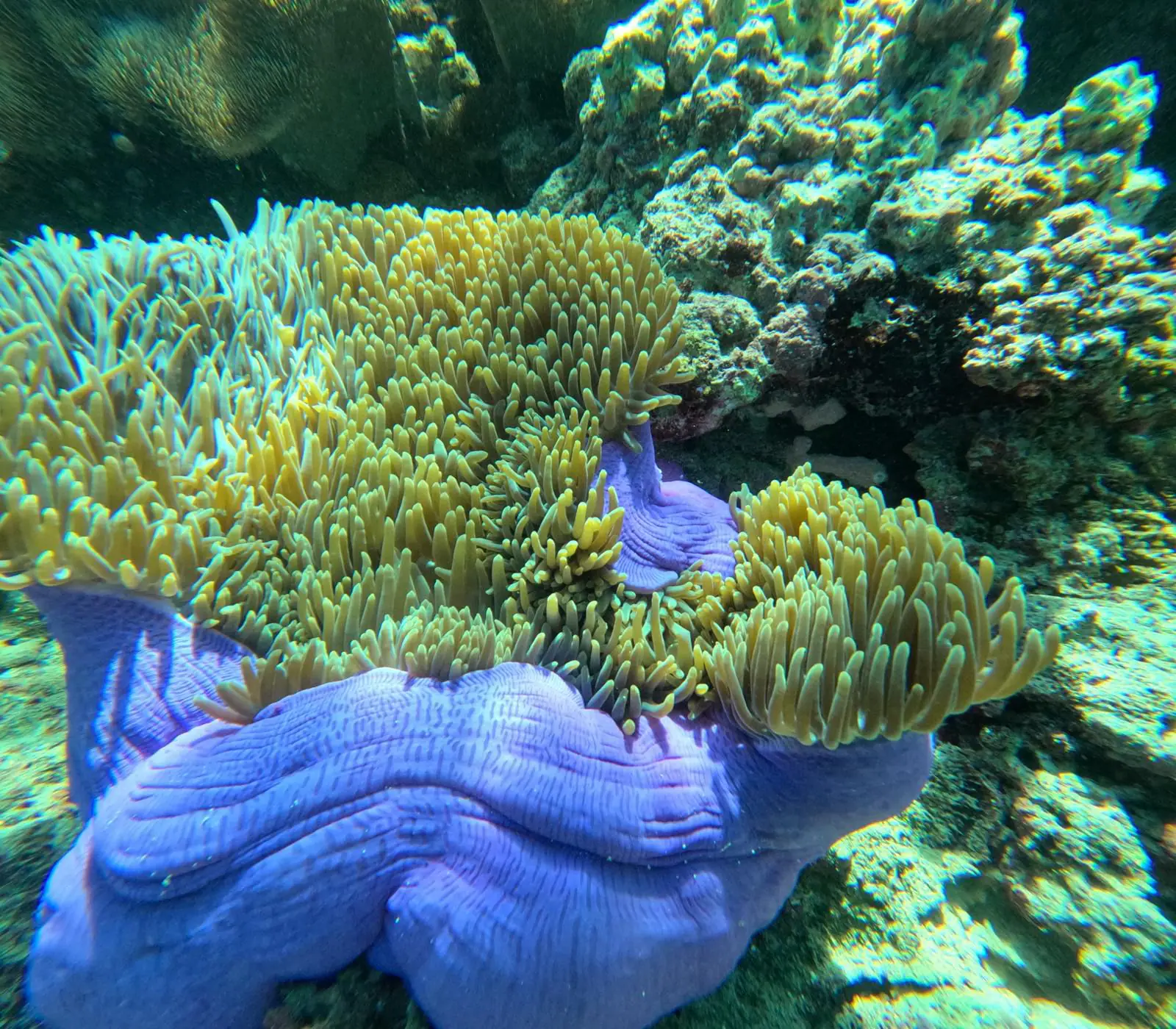 Banda Sea Underwater Scenery | The Yacht Club Indonesia