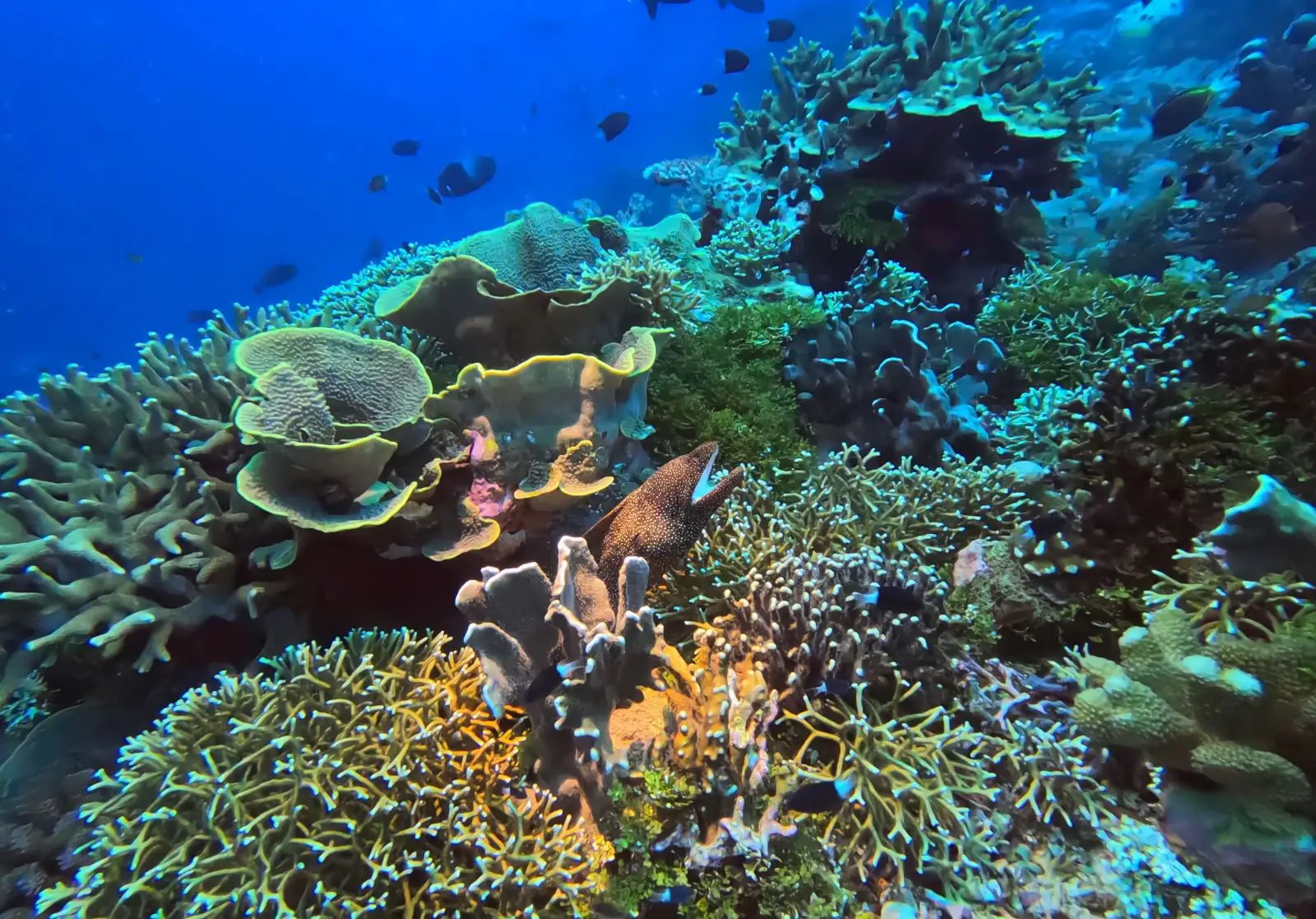 Banda Sea Underwater Scenery | The Yacht Club Indonesia