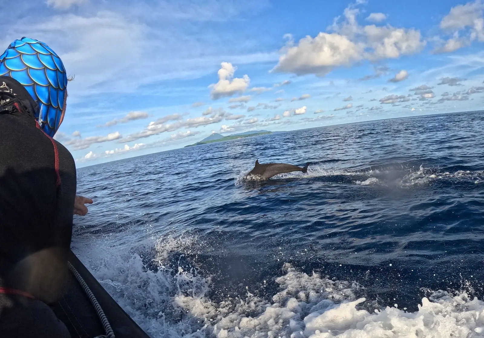 Dolphin in Spice Island | The Yacht Club Indonesia