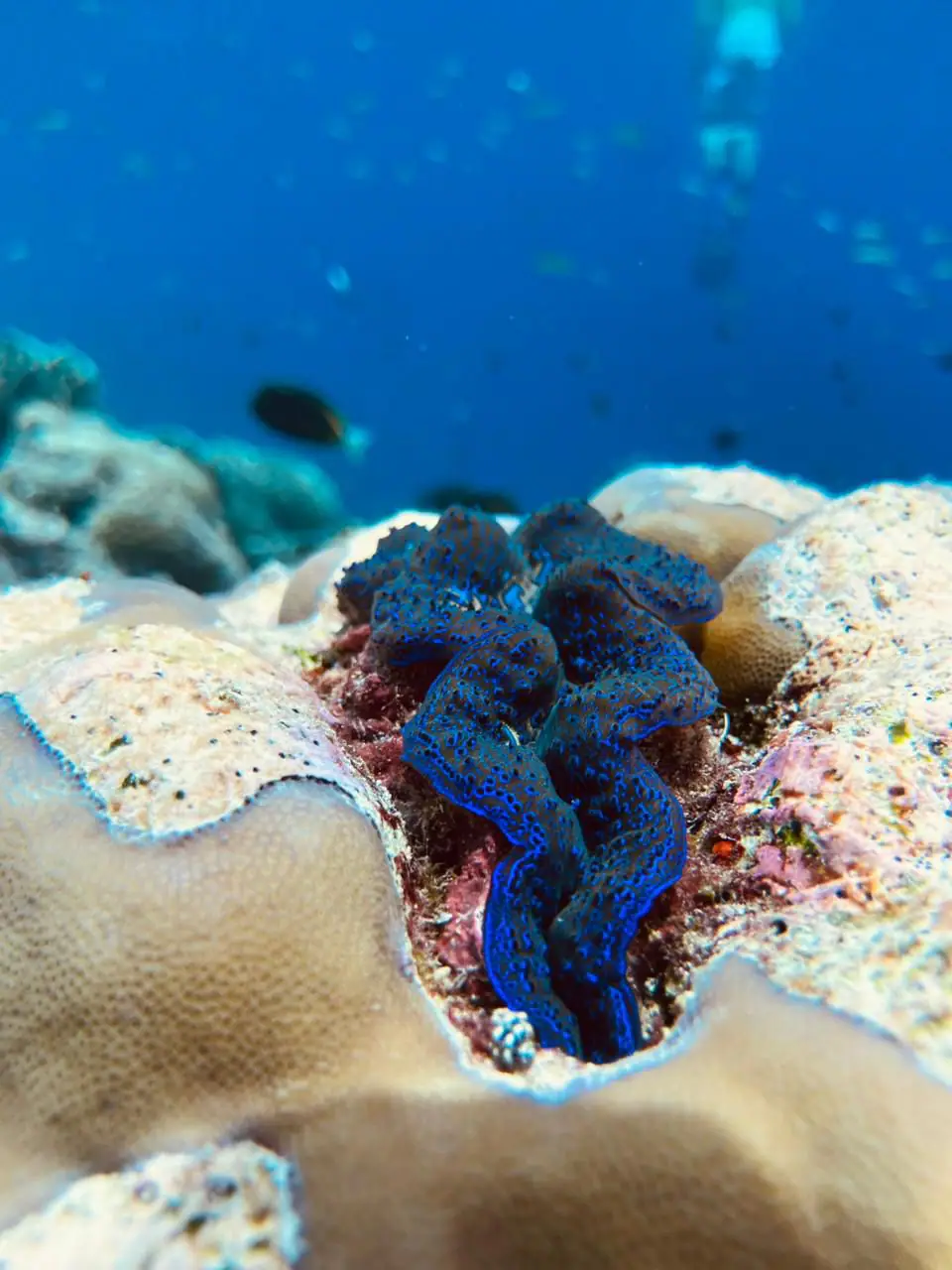 Final Snorkeling Session in Spice Island | The Yacht Club Indonesia