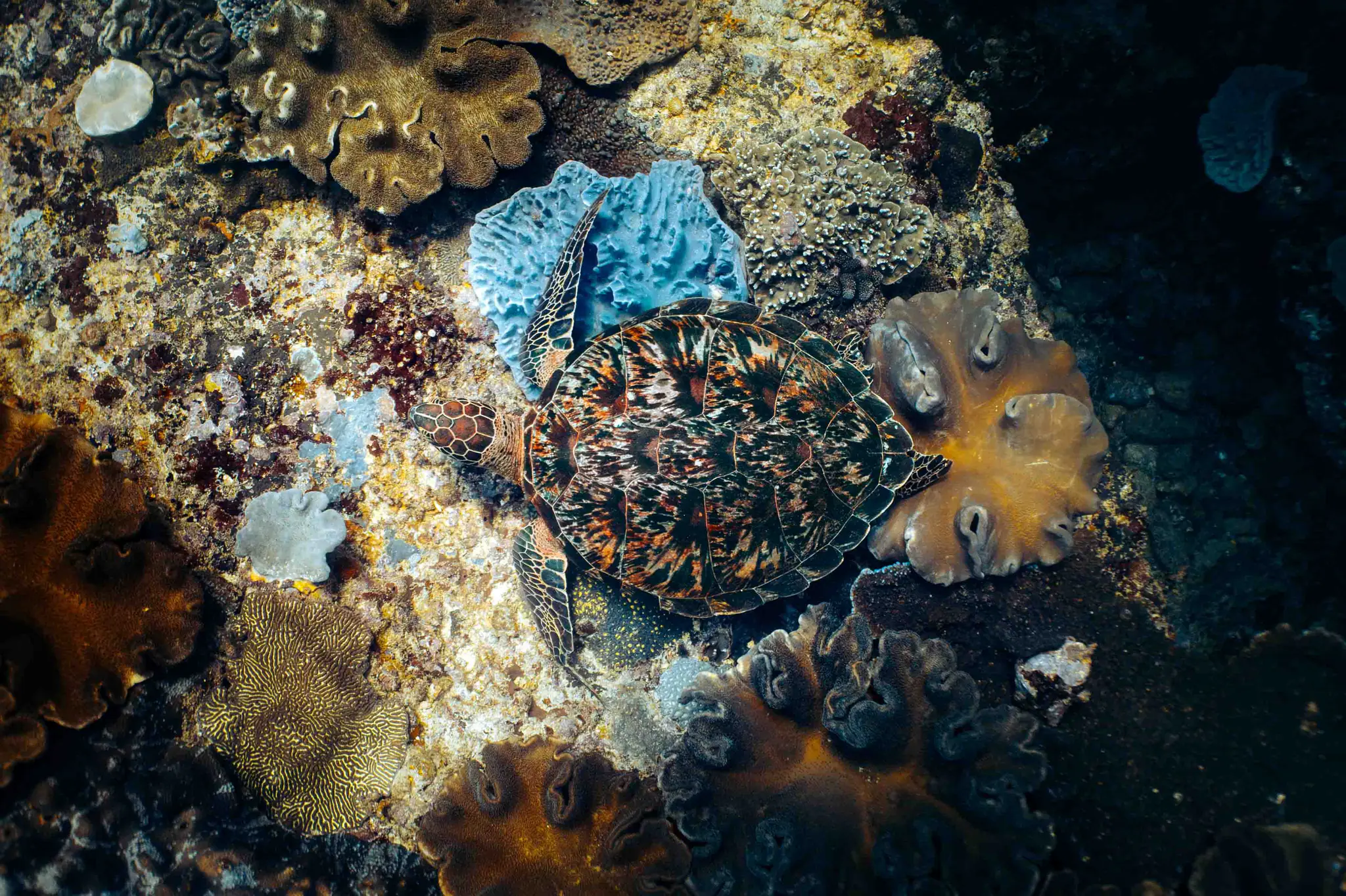 Hawksbill Sea Turtle | The Yacht Club Indonesia