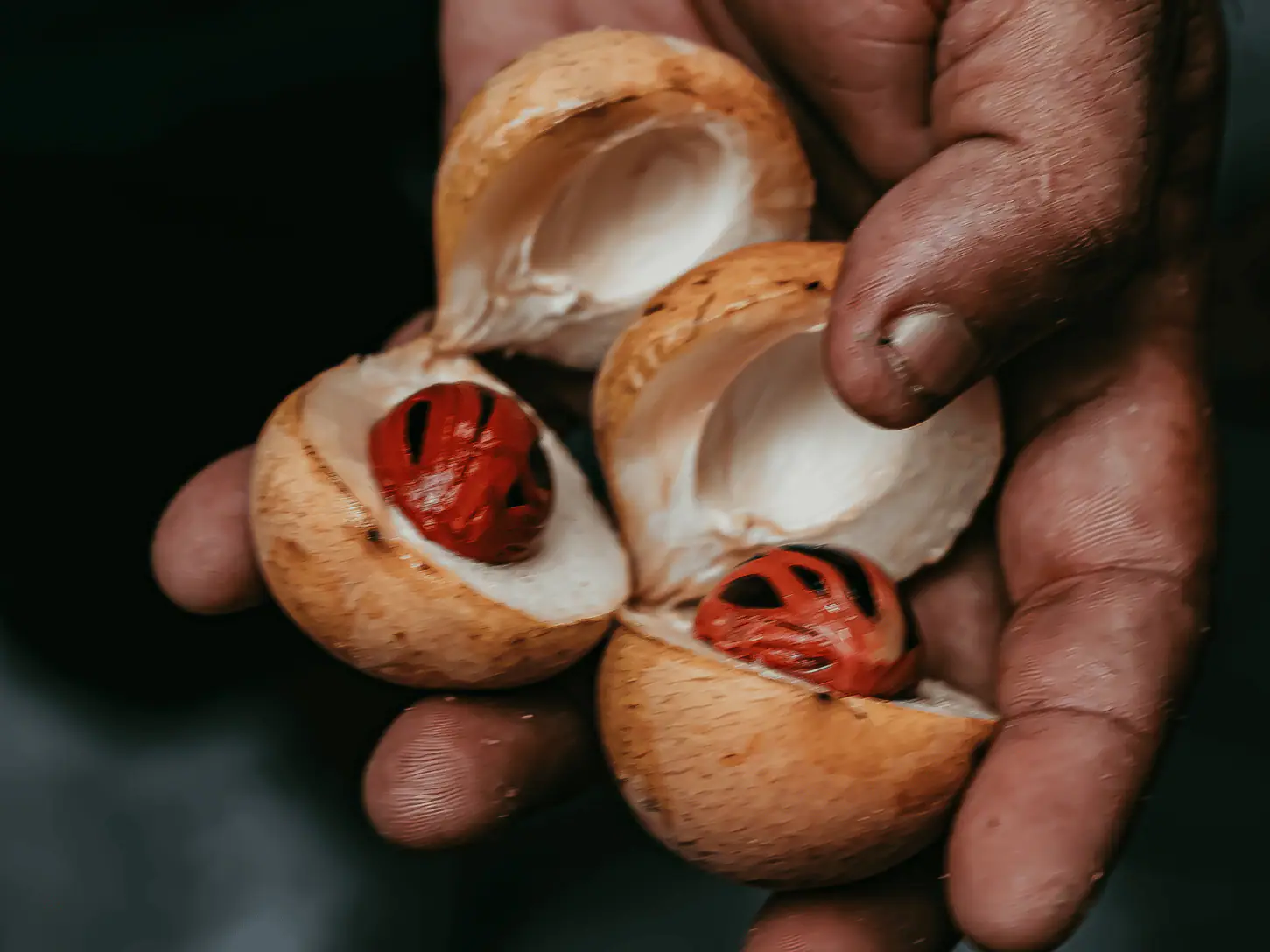 Nutmeg From Spice Island | The Yacht Club Indonesia