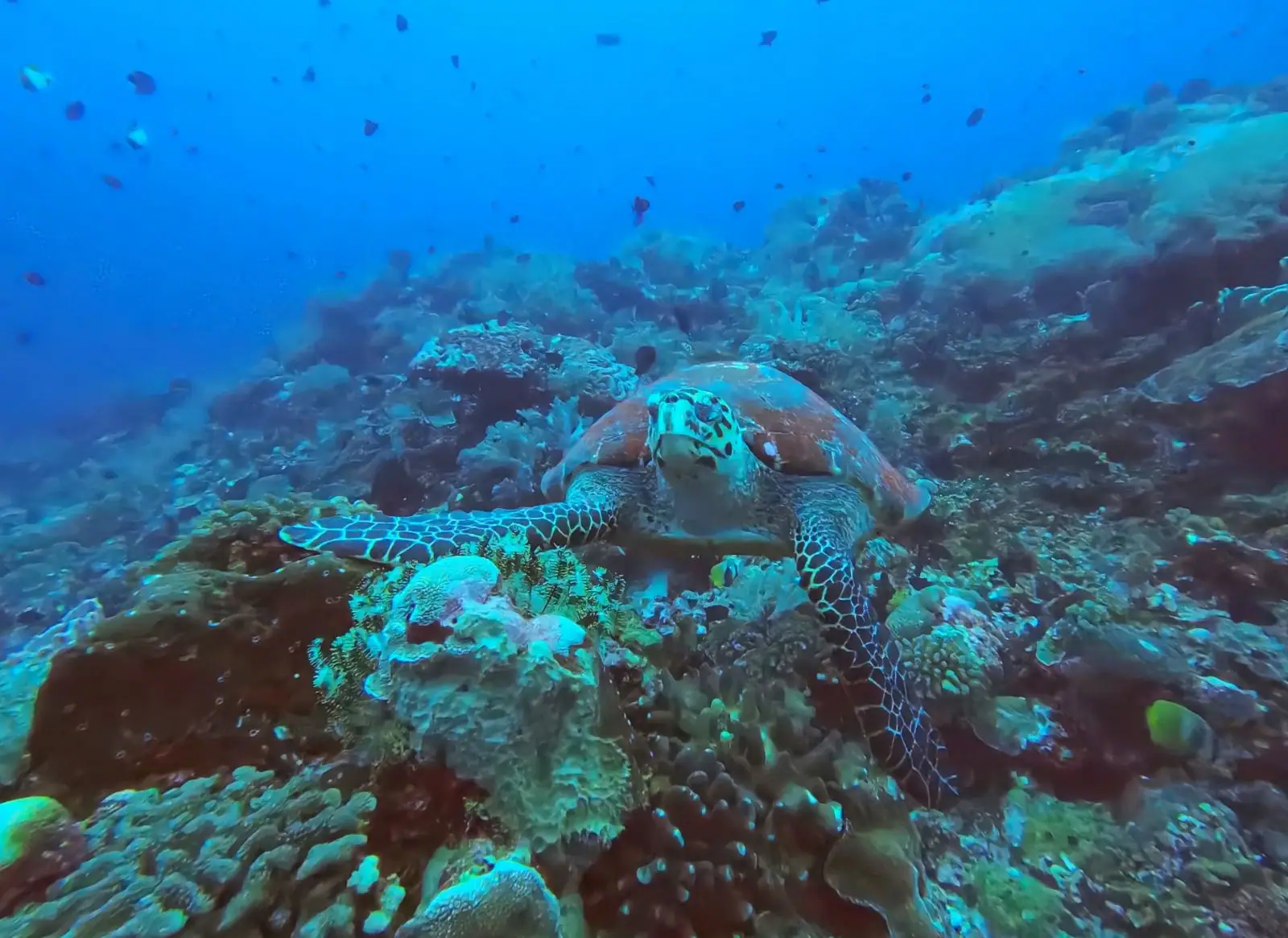 Sea Turtle of Spice Islands | The Yacht Club Indonesia