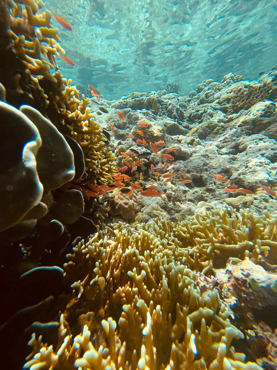 Spice Islands Underwater | The Yacht Club Indonesia