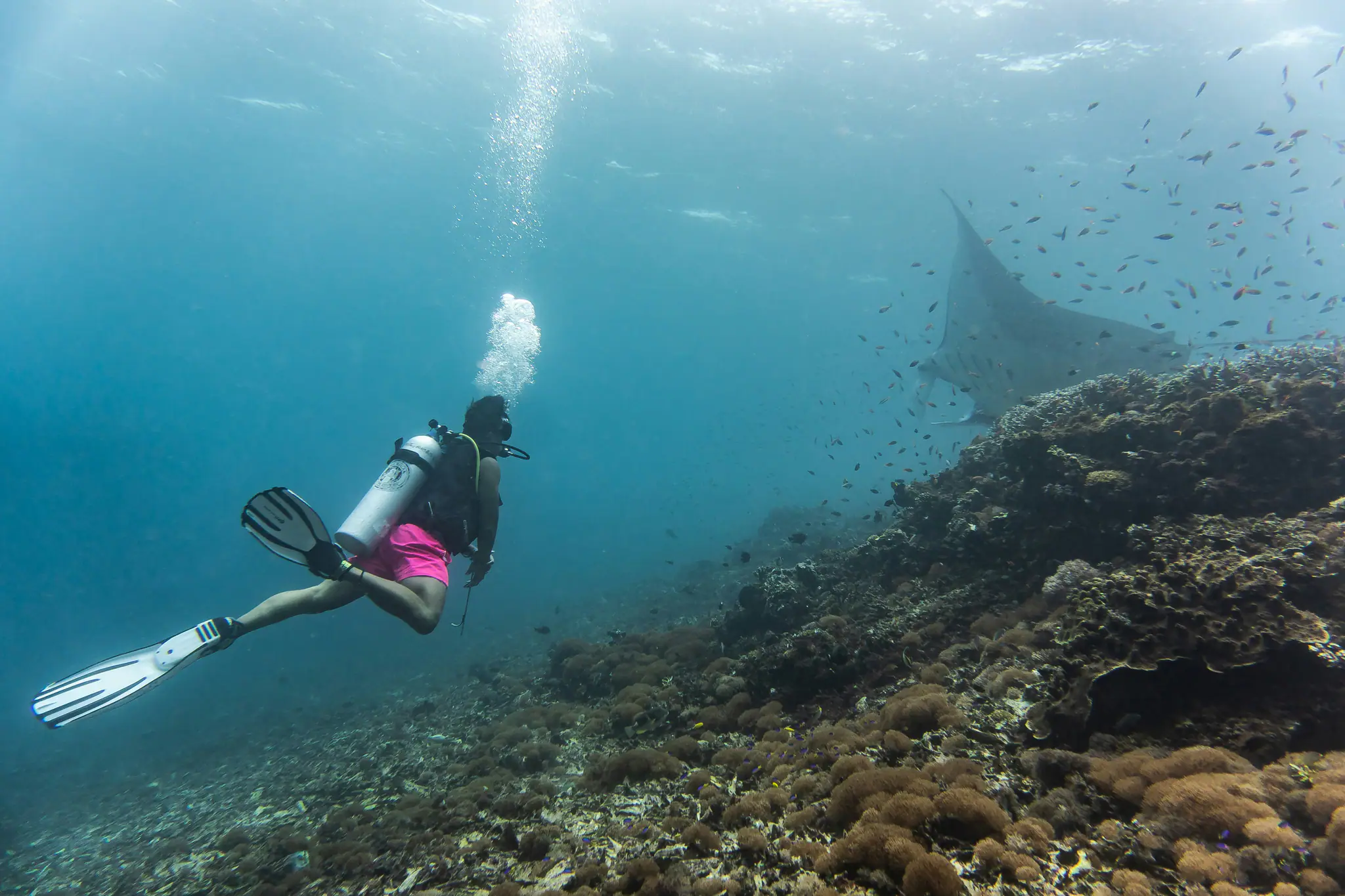Divers Swimming with Manta Ray 