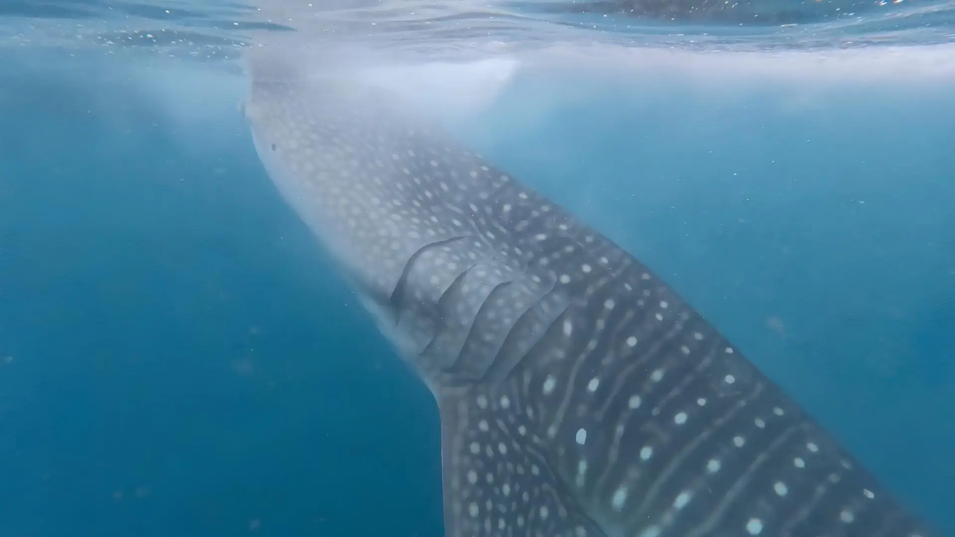 Whale Shark in Saleh Bay | The Yacht Club Indonesia 
