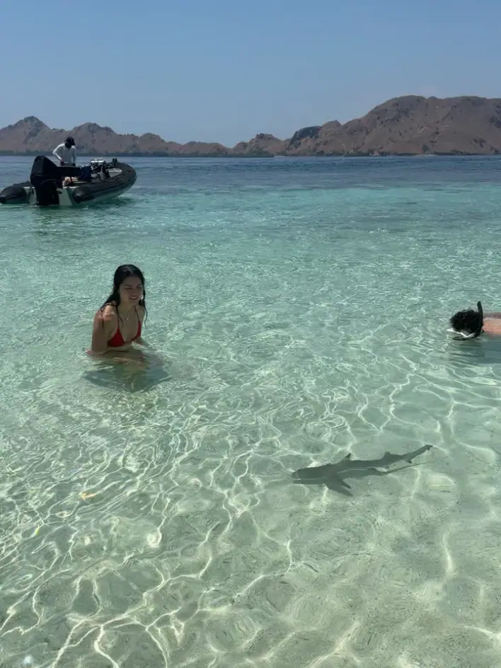 Shark Encounter in Komodo Island | The Yacht Club Indonesia