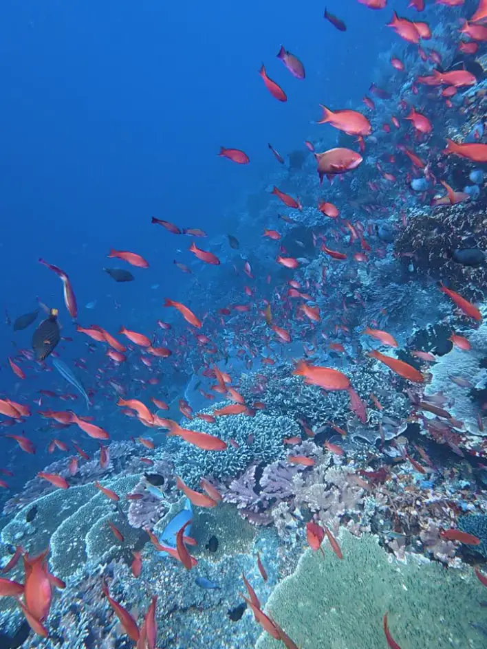 Snorkeling in Tatawa Kecil | The Yacht Club Indonesia