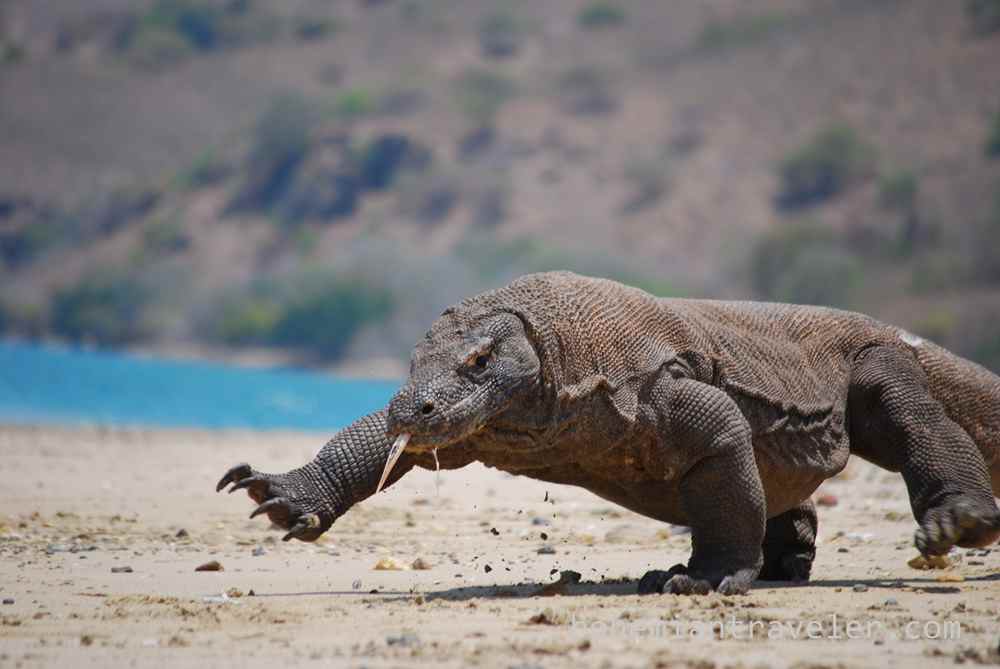 komodo dragon 