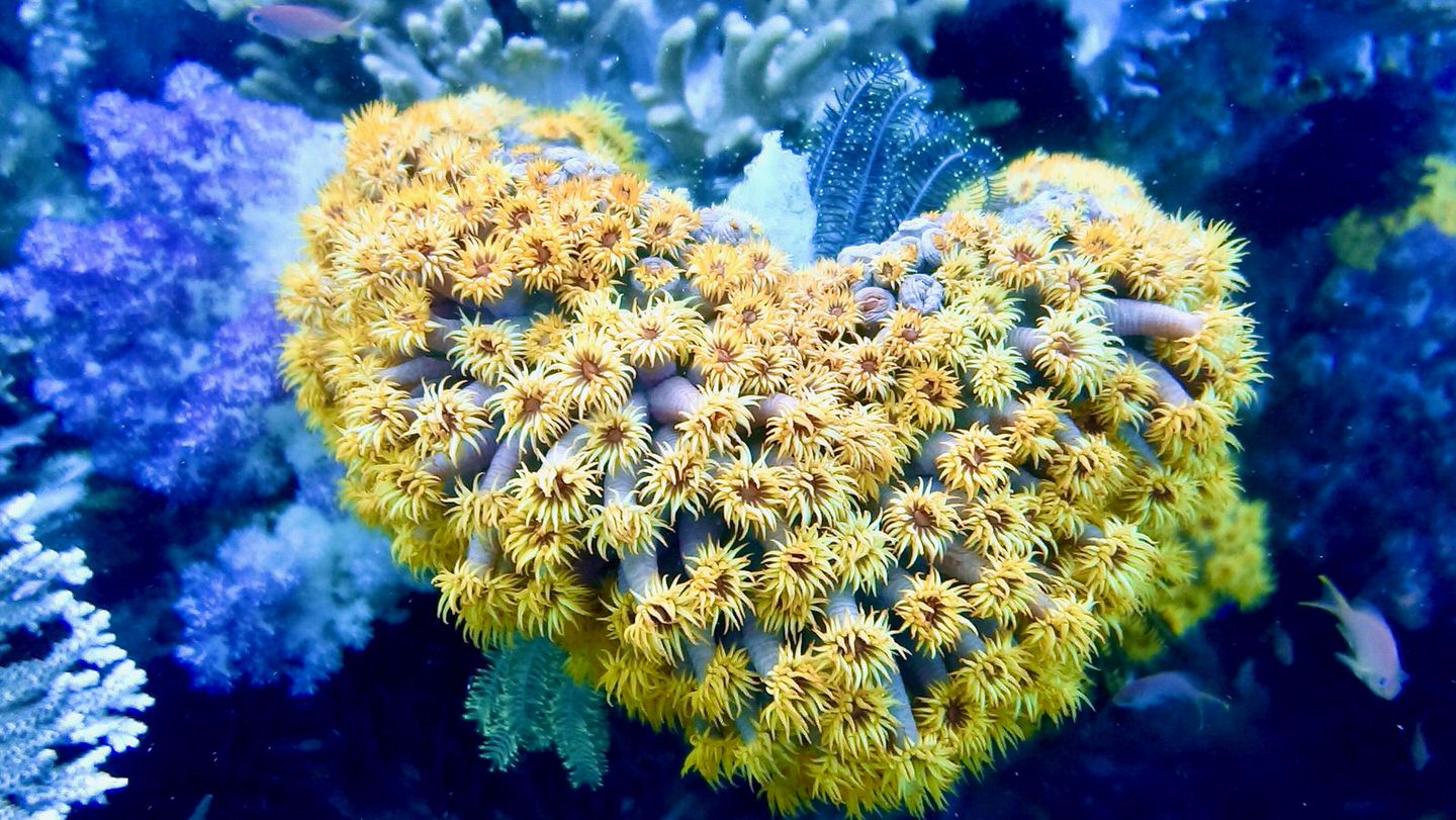 Raja-Ampat-coral