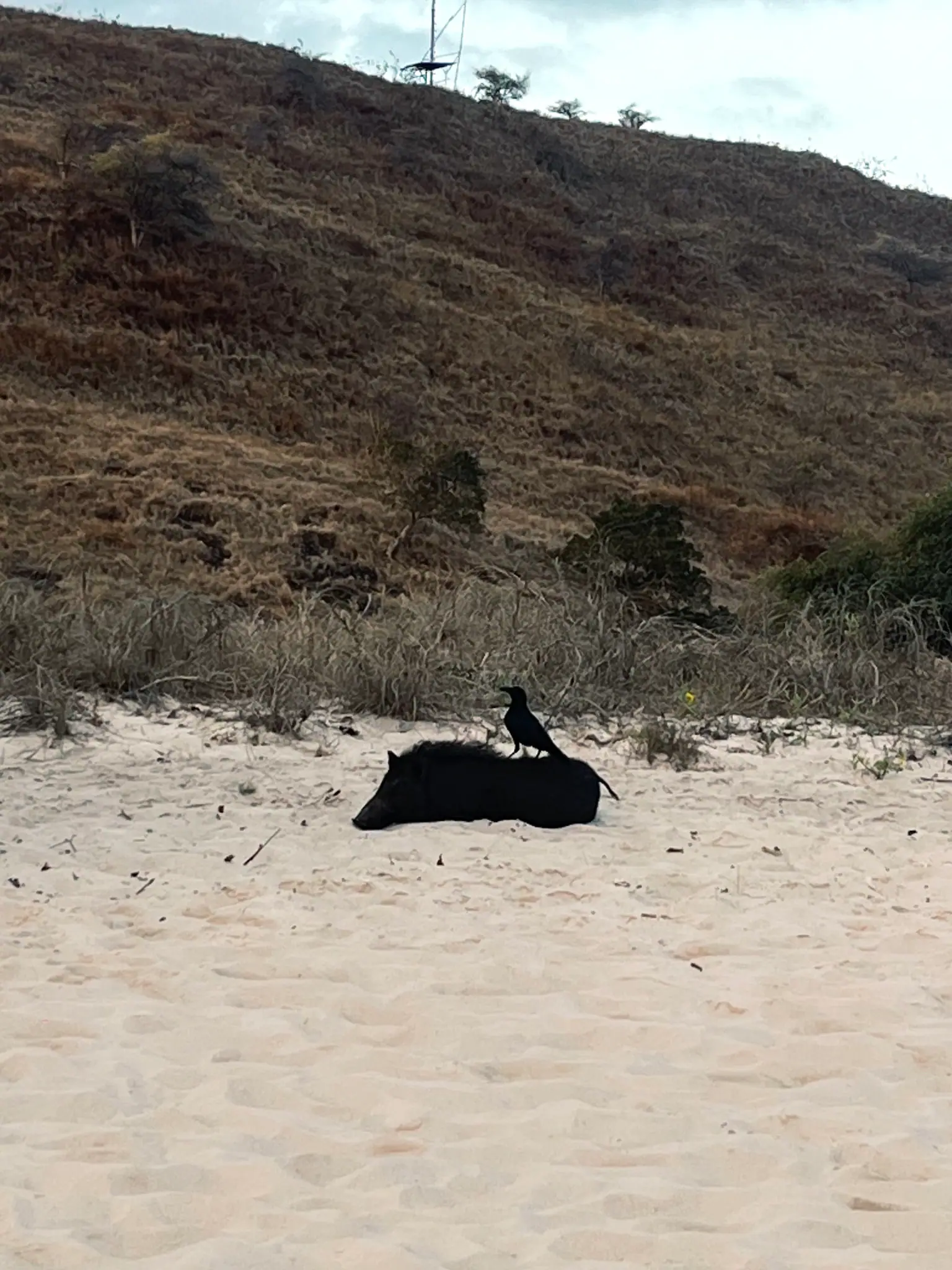 Komodo Wildlife Exploration | The Yacht Club Indonesia