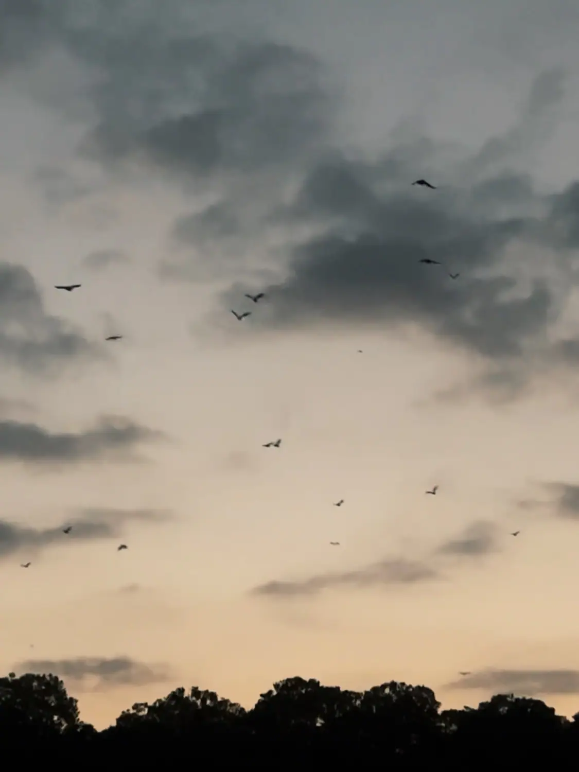 Flying Foxes in Kalong Island Indonesia | The Yacht Club Indonesia