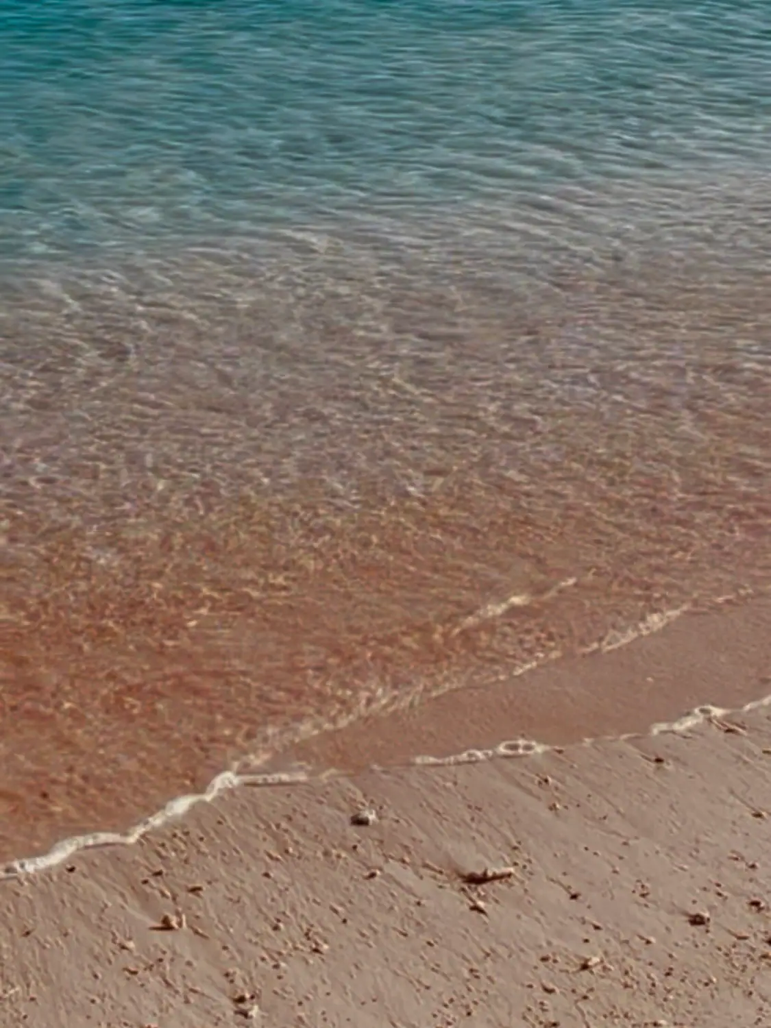 Pink Beach in Komodo Island | The Yacht Club Indonesia