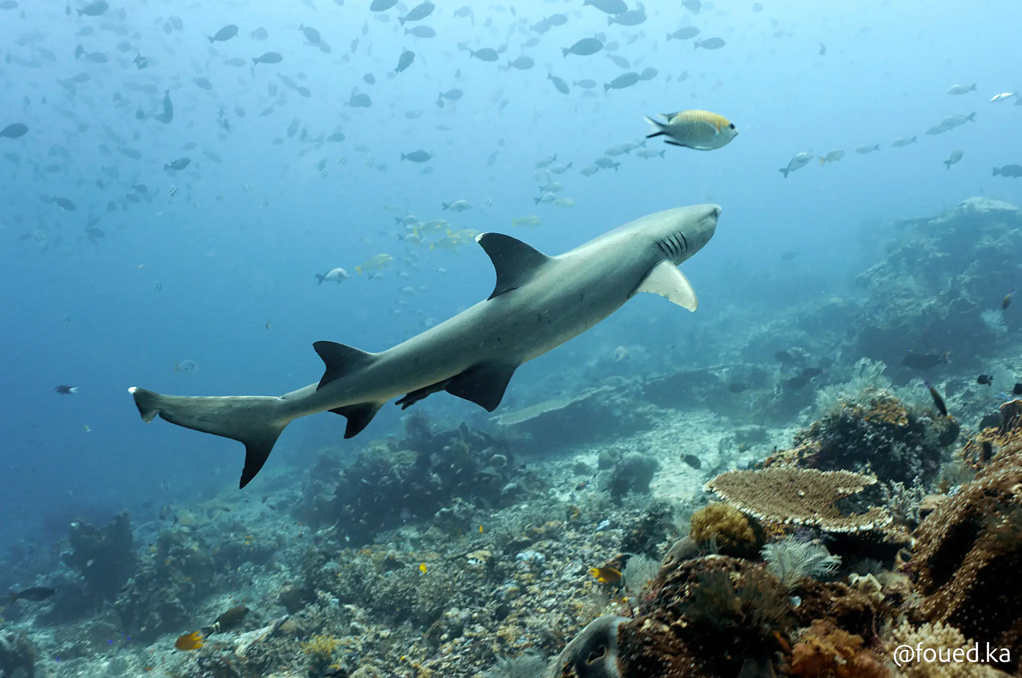 A Typical Shark Founded in Eastern Indonesia