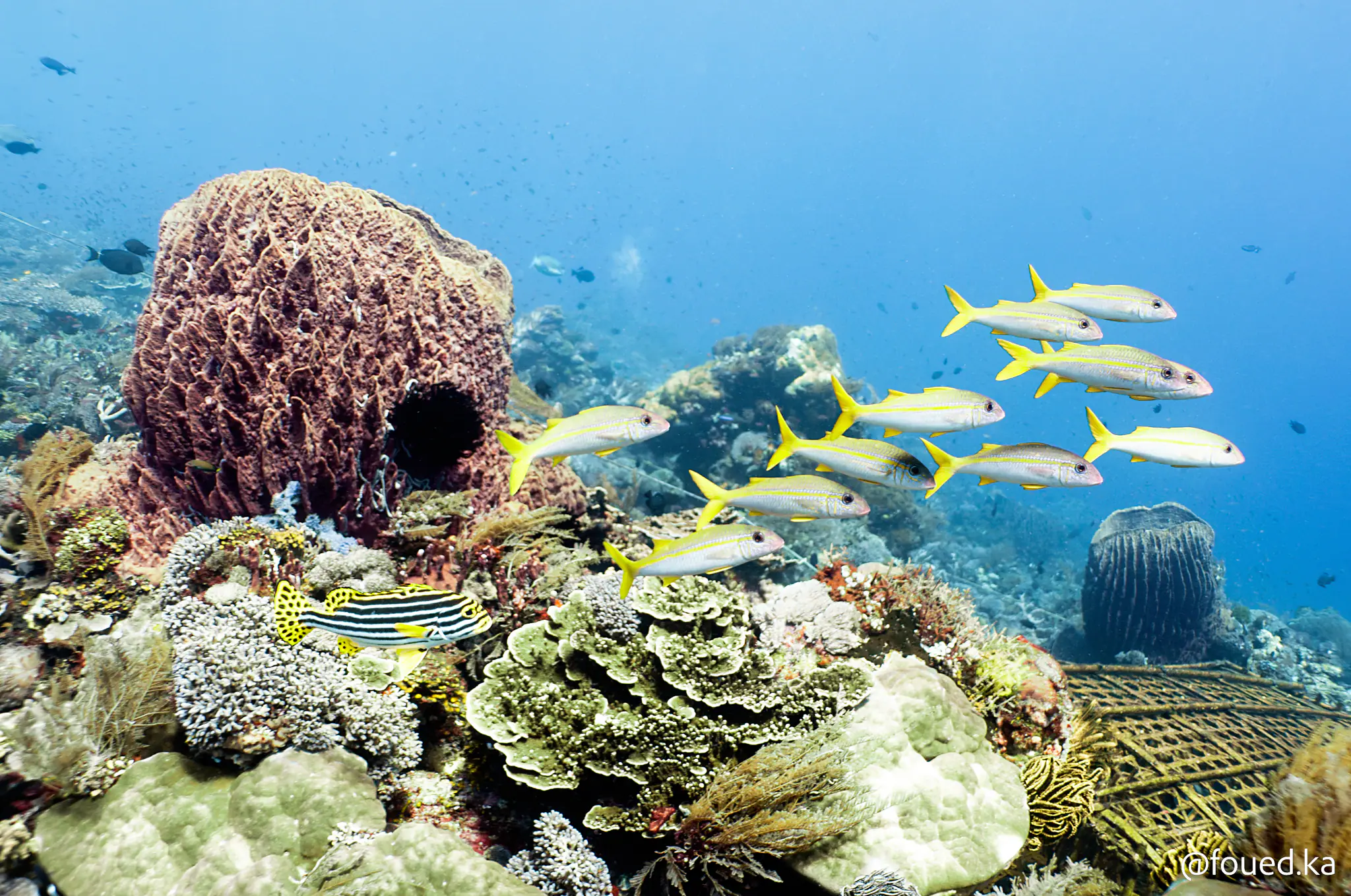 Best Time to Dive in Alor