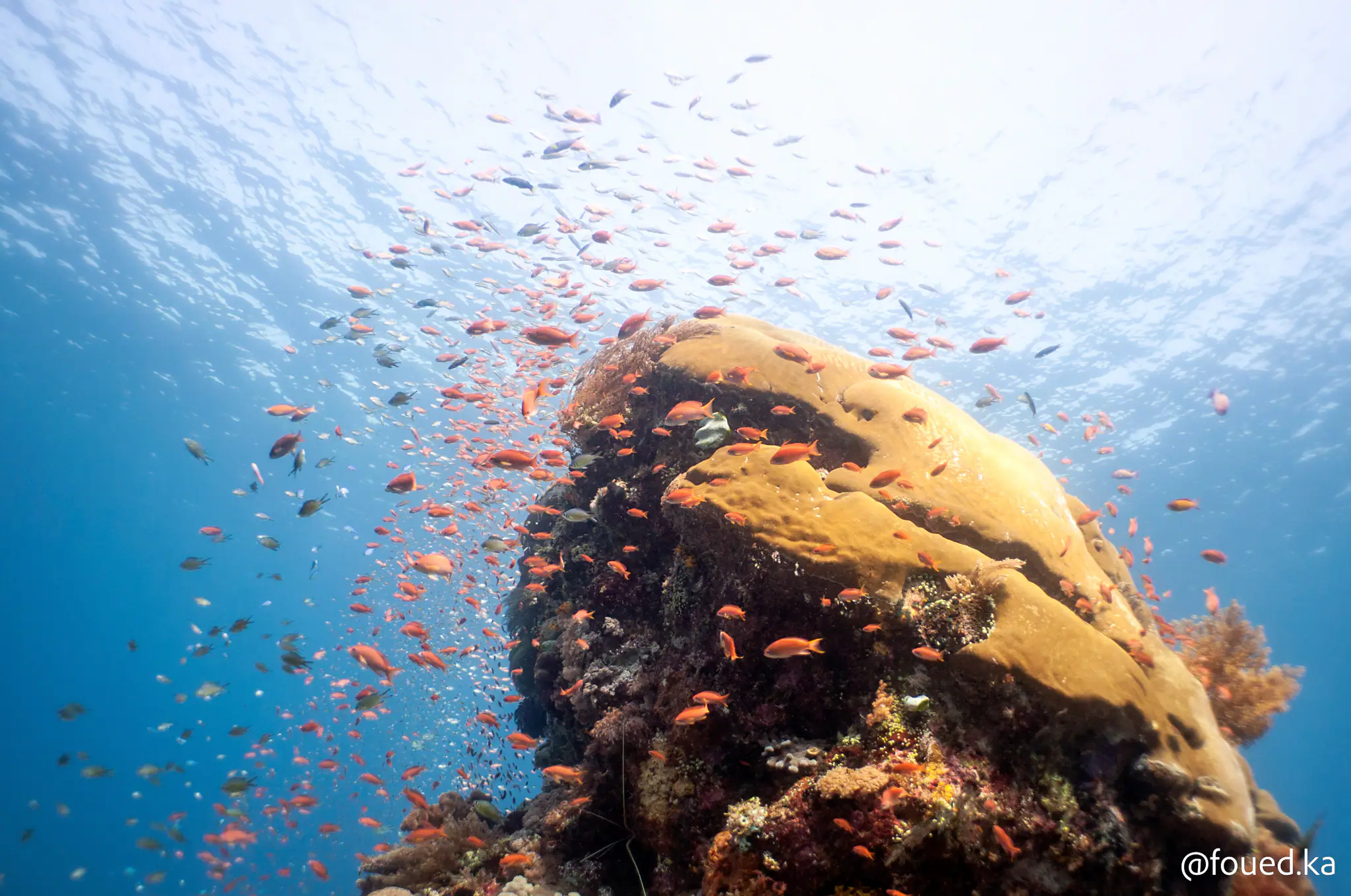 Dive Expedition in Alor Island, Indonesia