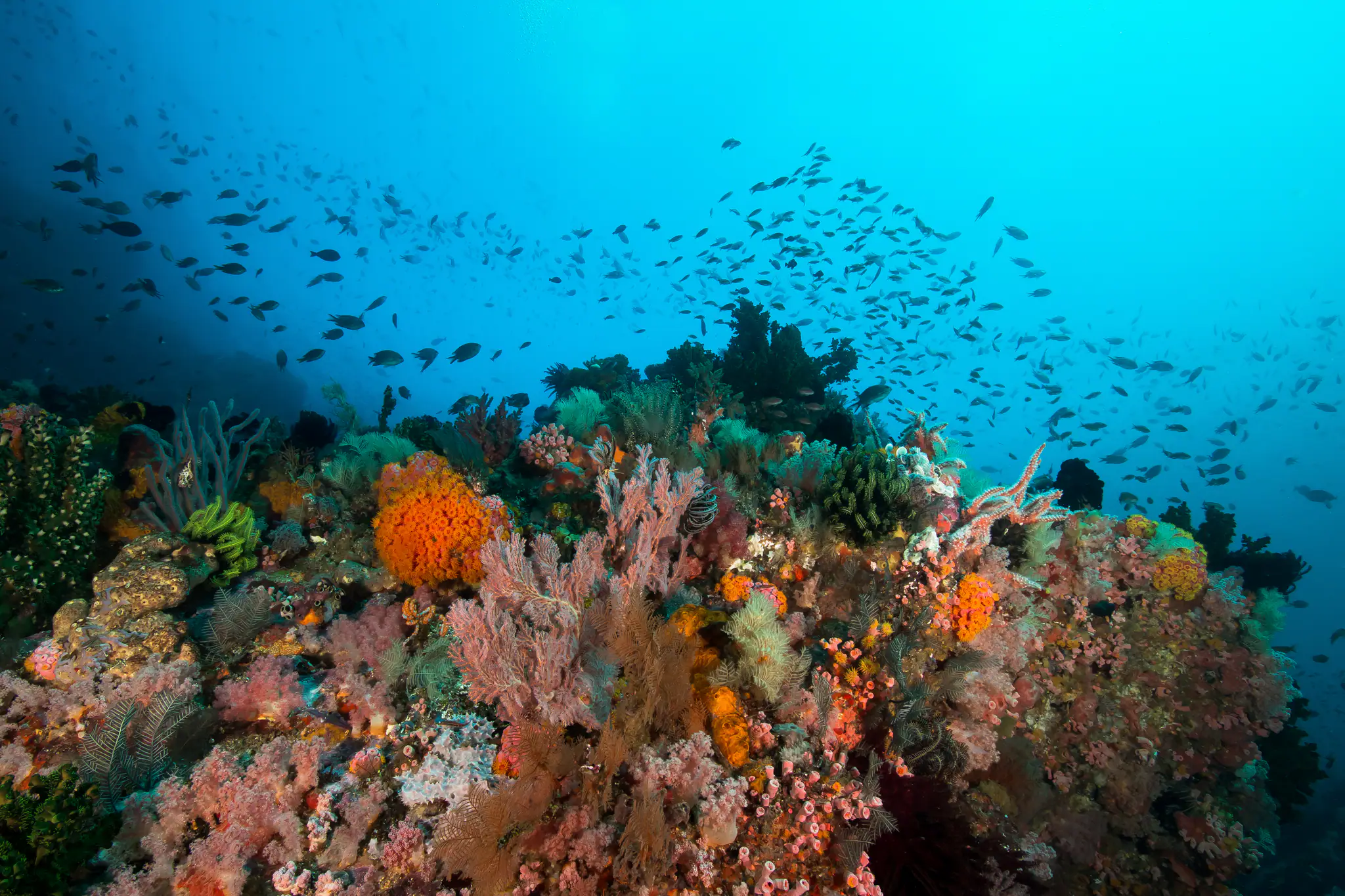 Alor Is One of Indonesia’s Best Diving Destinations