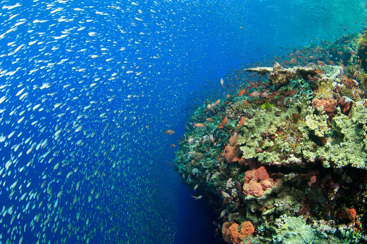 Banda Sea Beautiful Underwater 