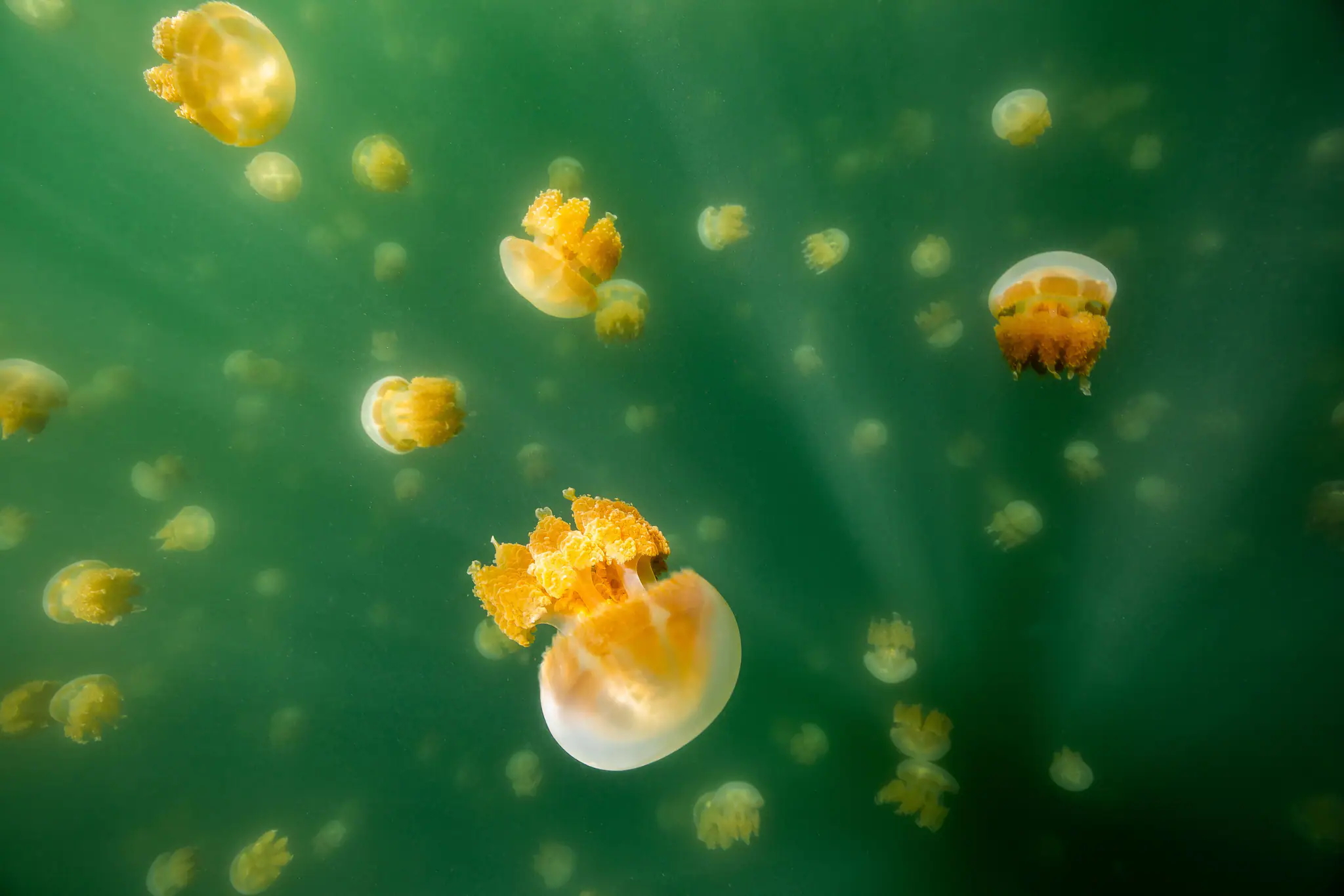 Jellyfish in Lenmakana Lake Raja Ampat | The Yacht Club Indonesia