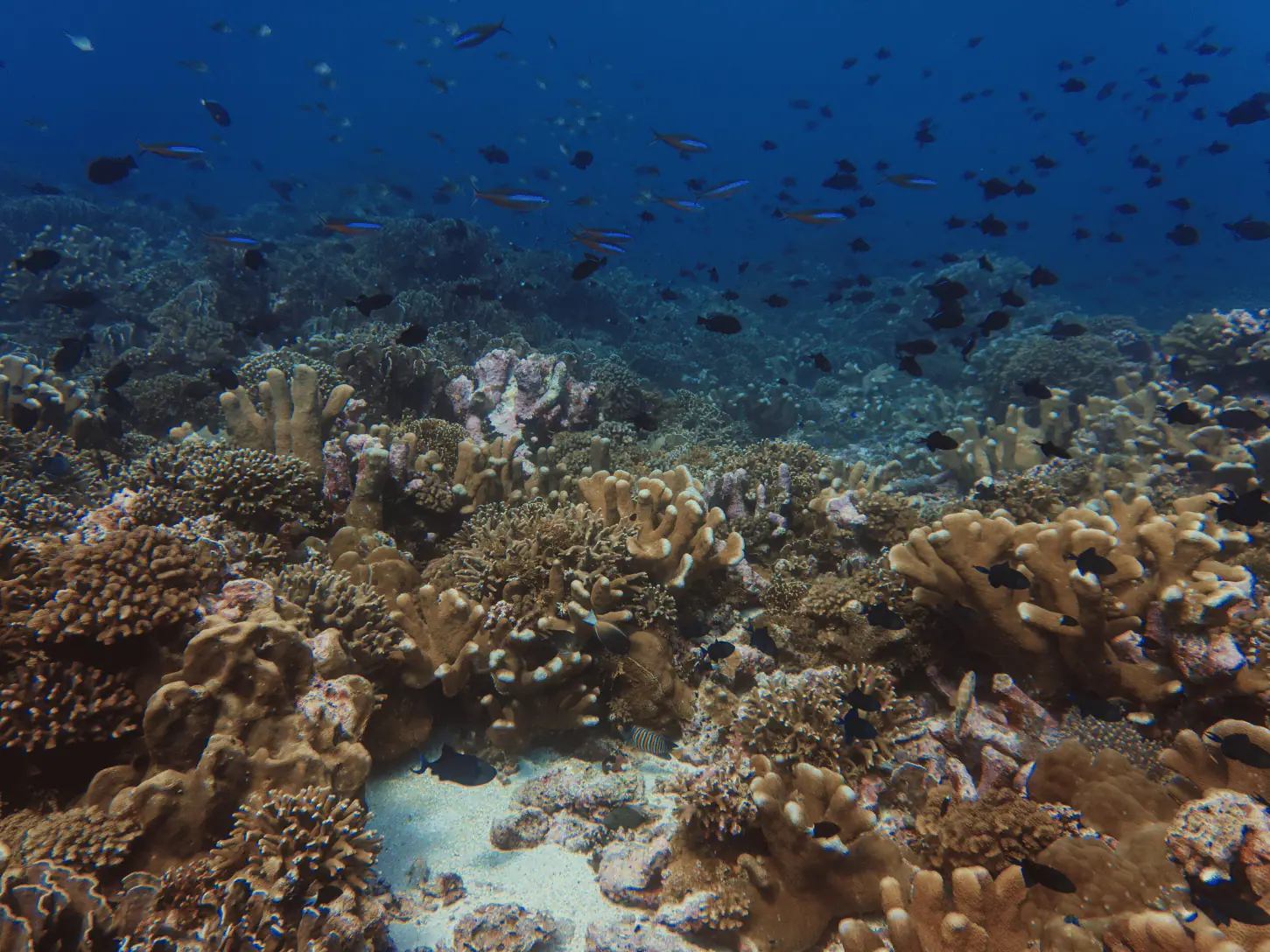 Spice Islands Underwater | The Yacht Club Indonesia
