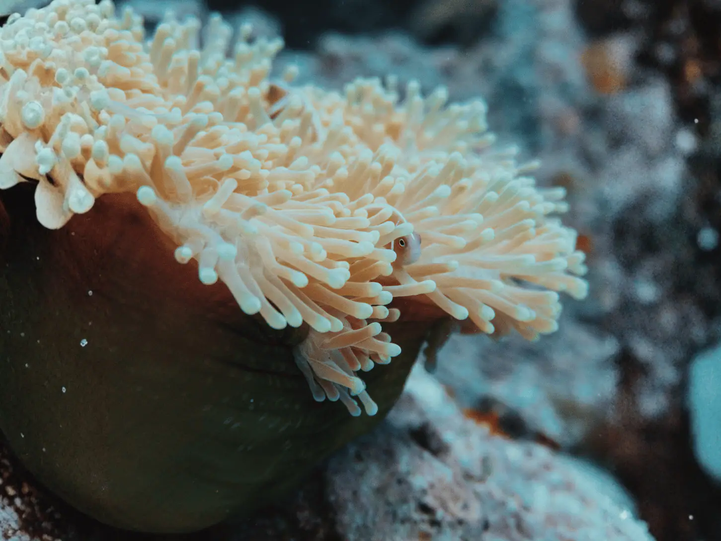 Spice Islands Underwater | The Yacht Club Indonesia
