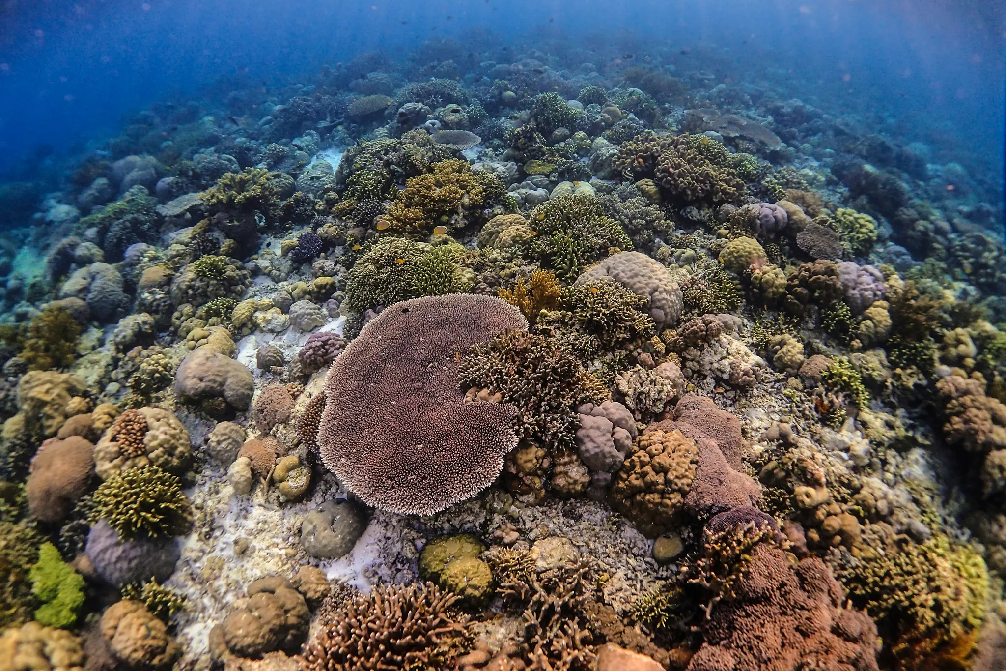 Banda Sea Coral Garden Best Diving Site | The Yacht Club Indonesia