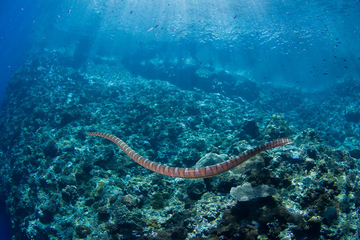 A Typical Sea Snake Found in Alor Archipelago