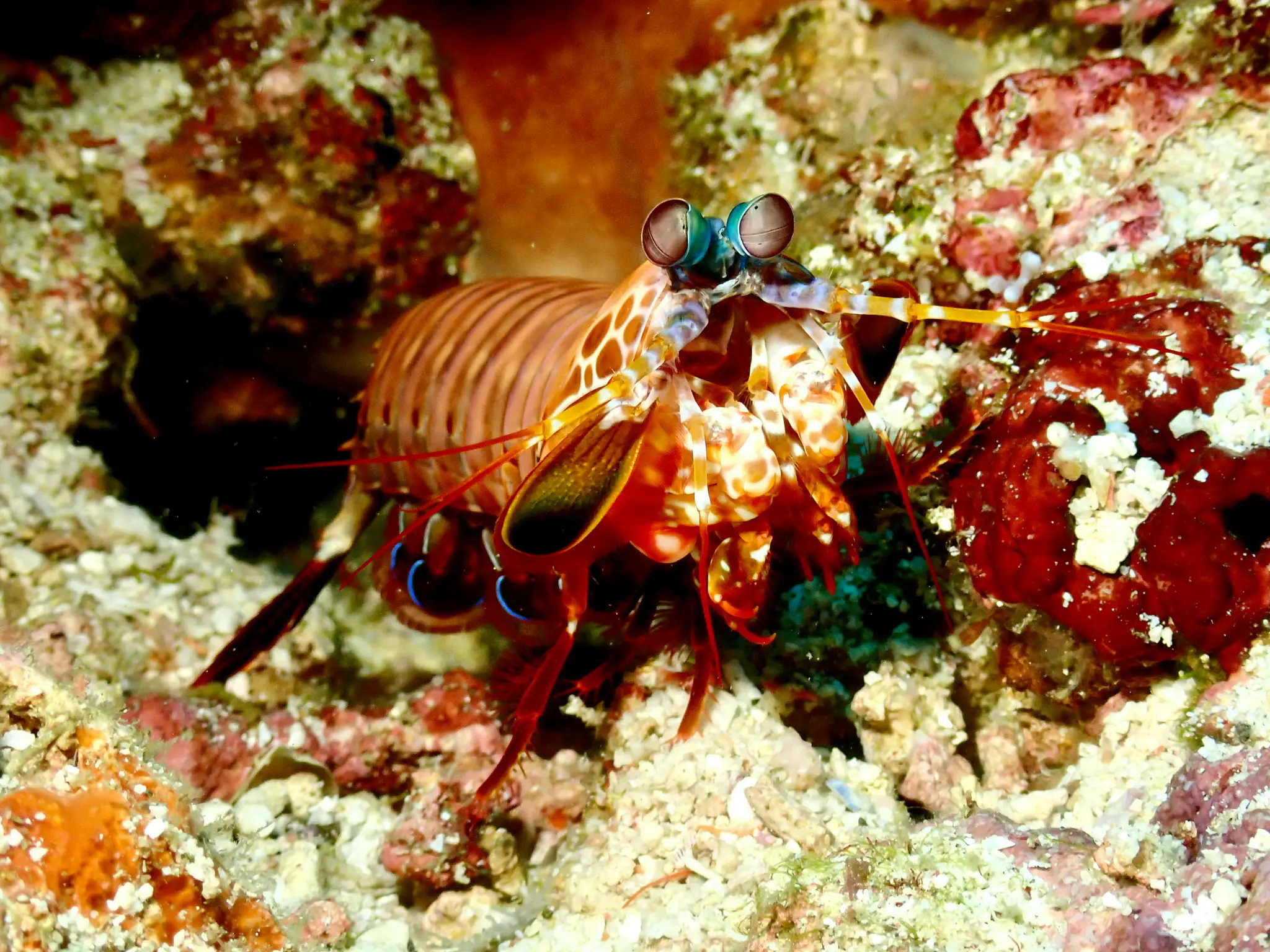 Halmahera Underwater Critters | The Yacht Club Indonesia