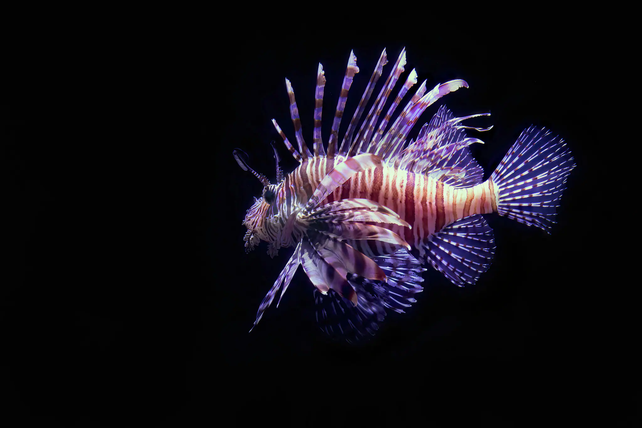 Scorpionfish in Banda Sea | The Yacht Club Indonesia