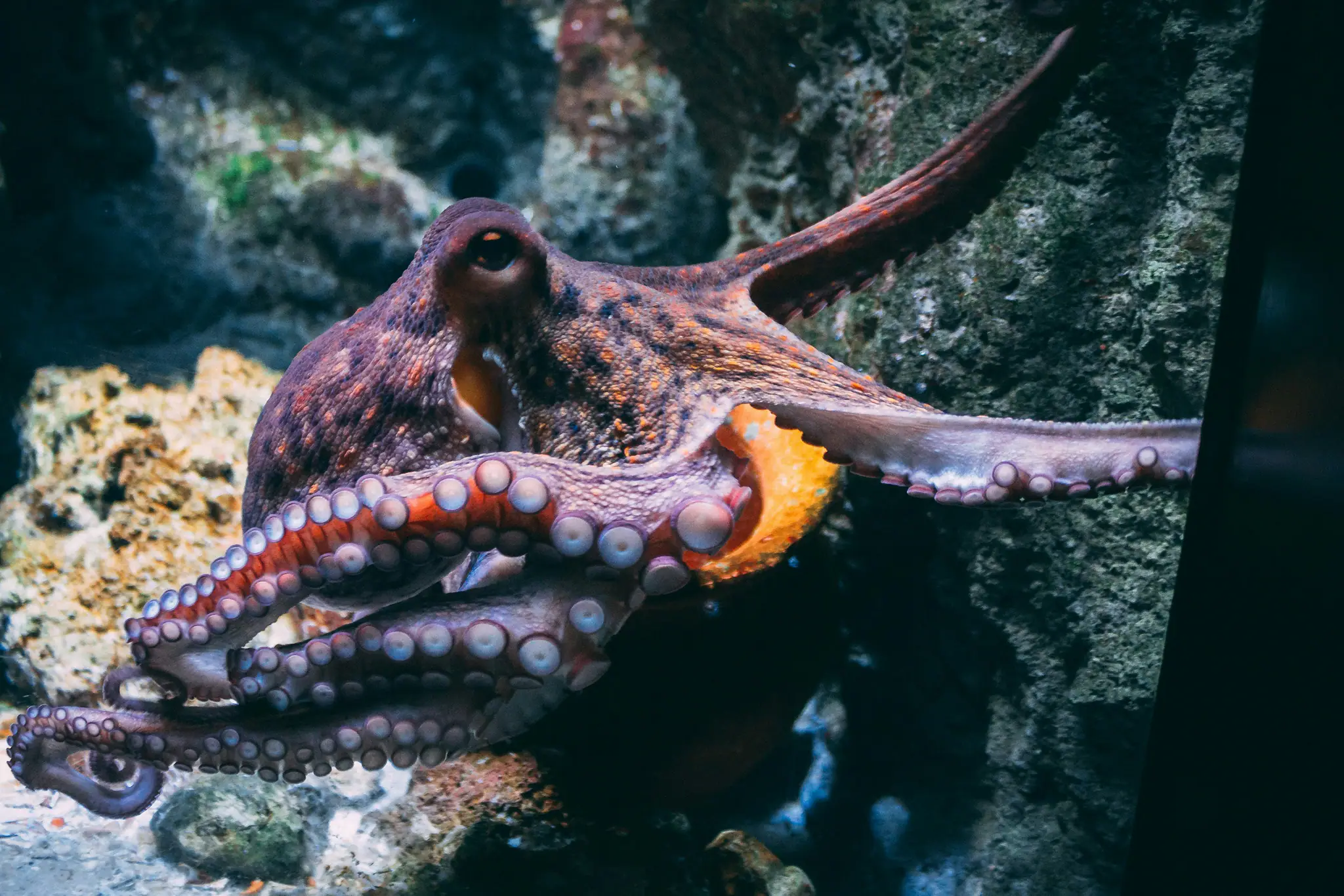Mimic Octopus | The Yacht Club Indonesia