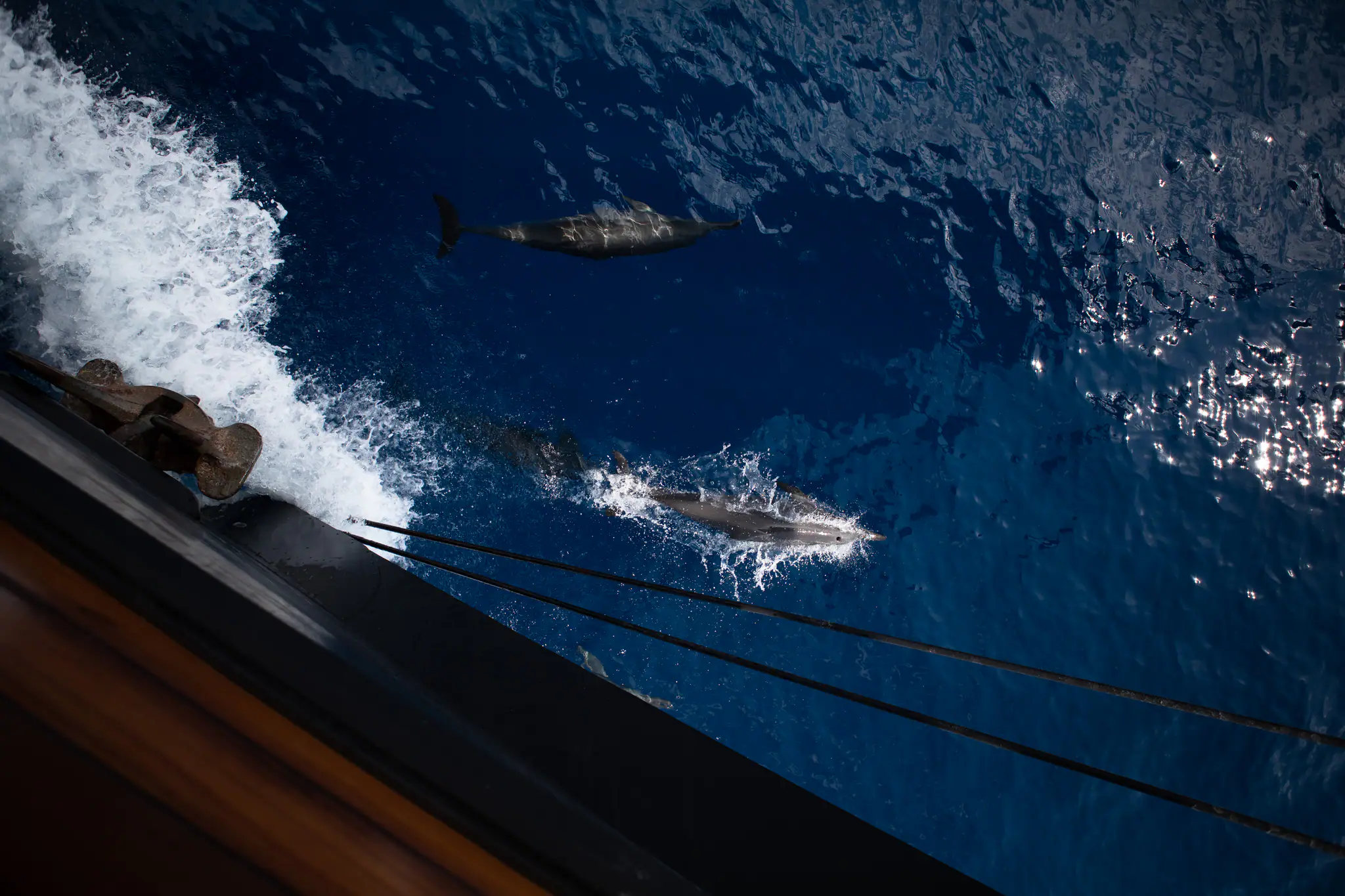 Dunia Baru Elegant Sailing Yacht | Dolphins swimming beside the yacht