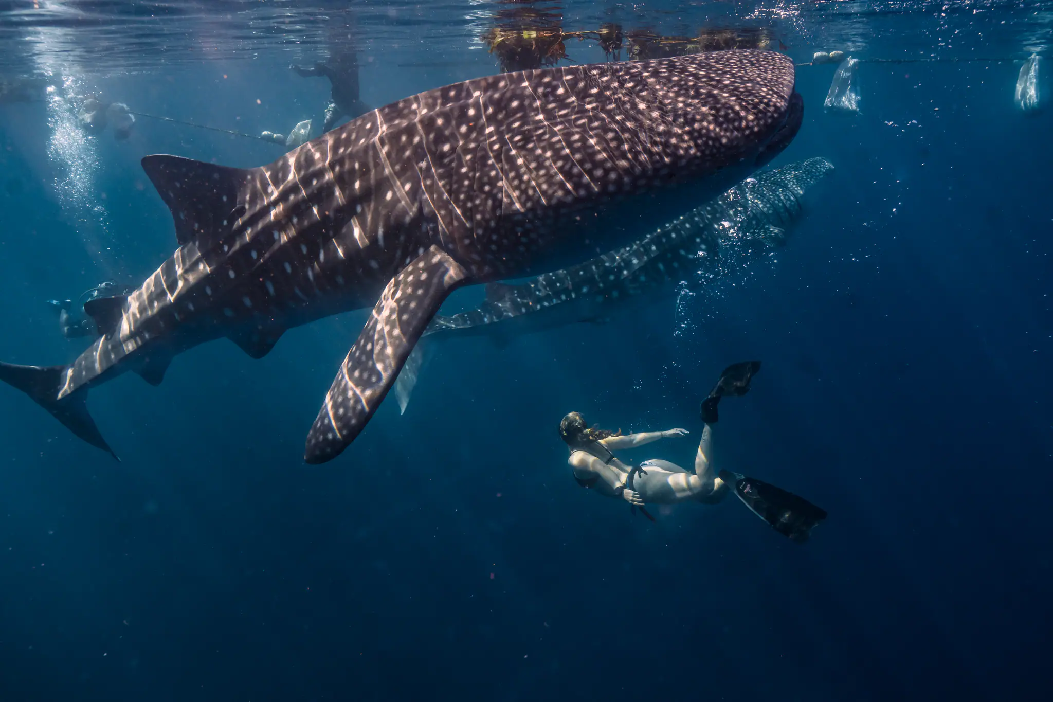 Diving with Whale Shark in Sumbawa | The Yacht Club Indonesia