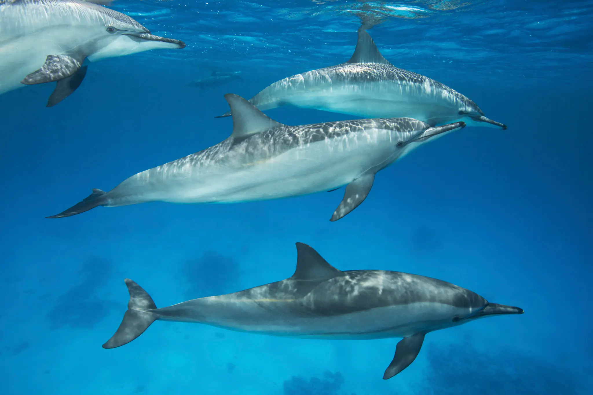Swirling Dolphins in Raja Ampat | The Yacht Club Indonesia