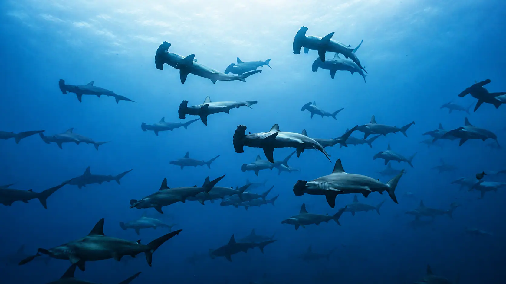 Hammerhead Shark Diving in Banda Sea | The Yacht Club Indonesia