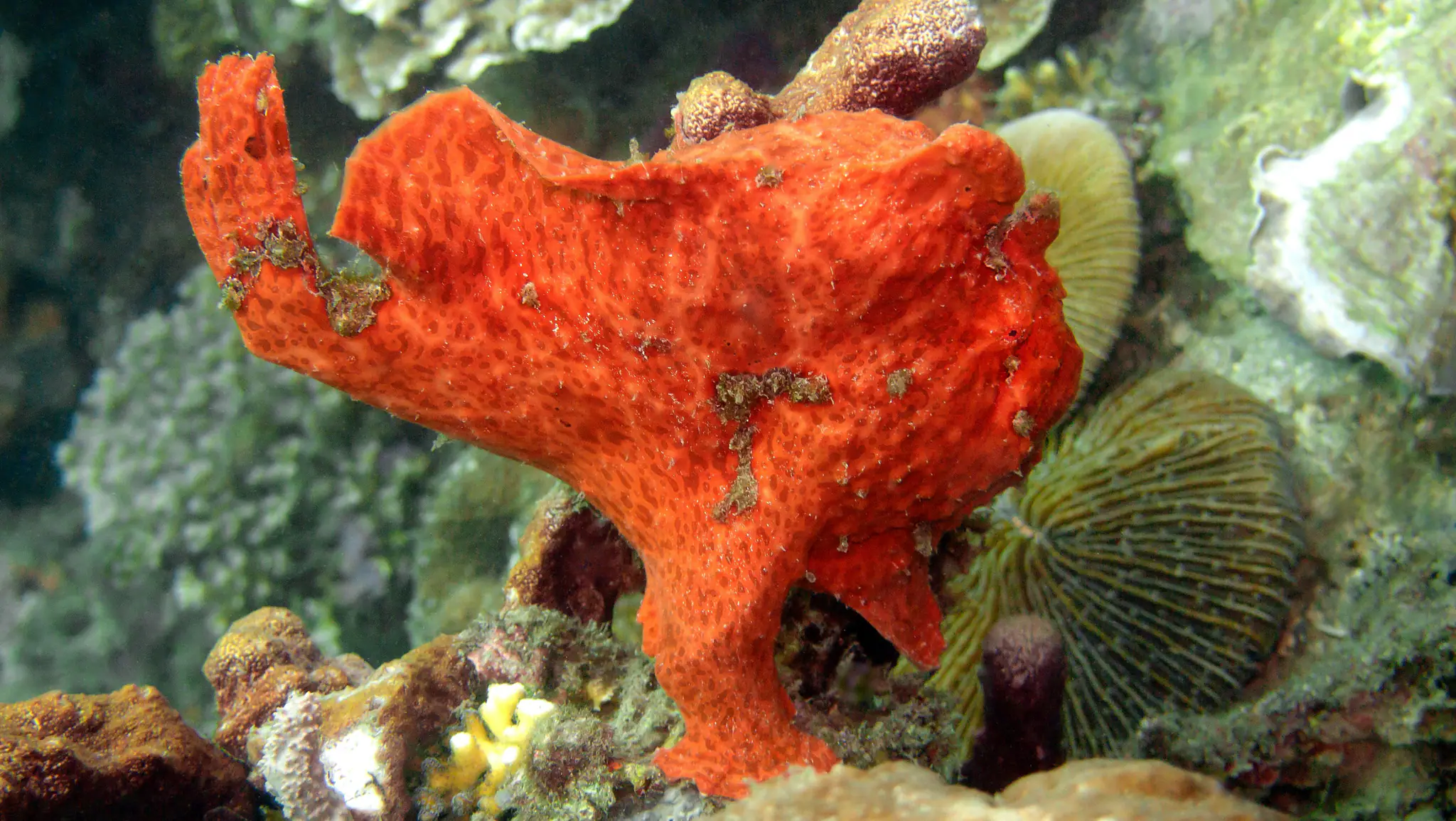 Diving in Banda Sea - Frogfish of Spice Island | The Yacht Club Indonesia