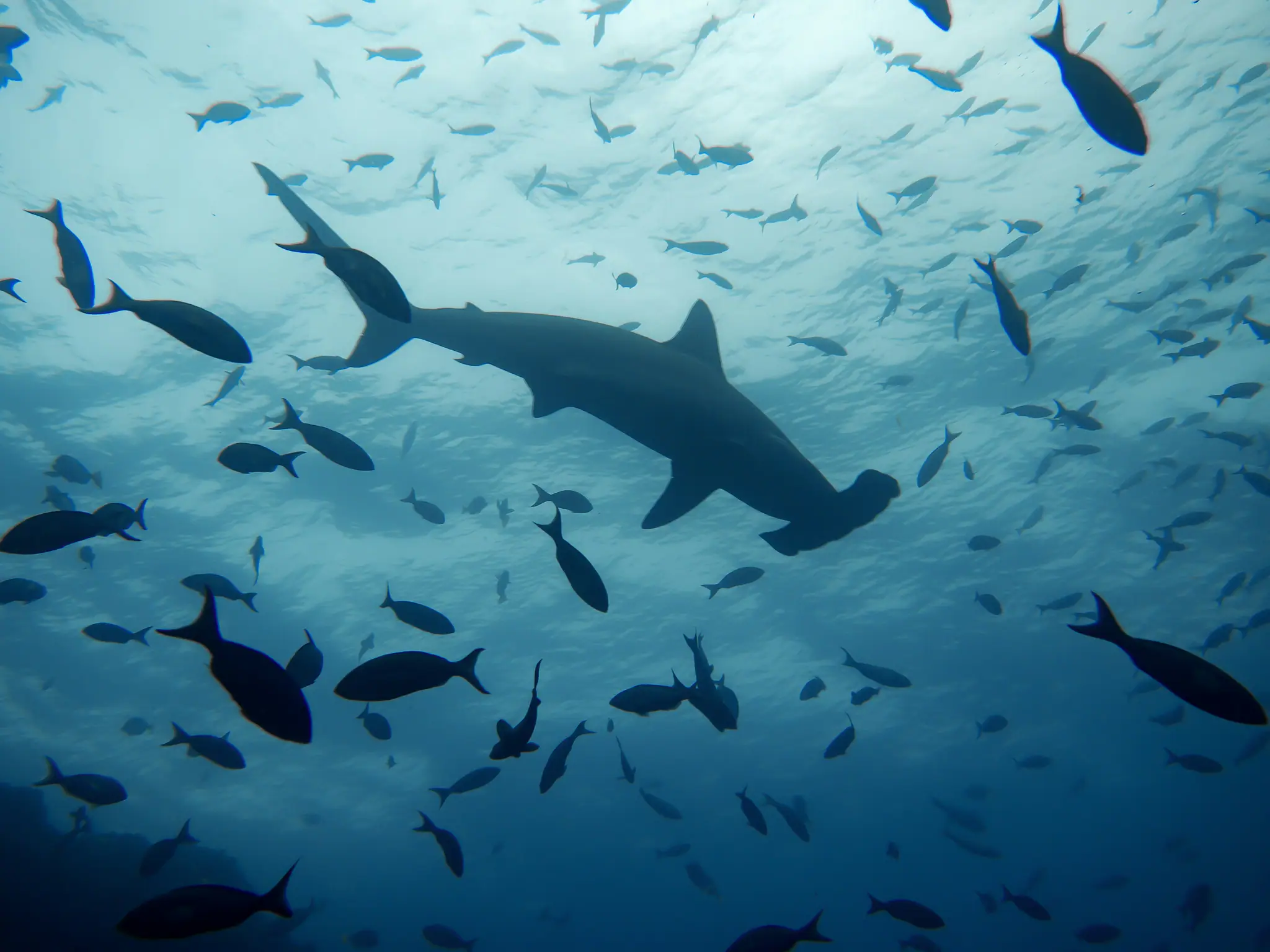 Diving with Hammerhead Shark in Halmahera | The Yacht Club Indonesia