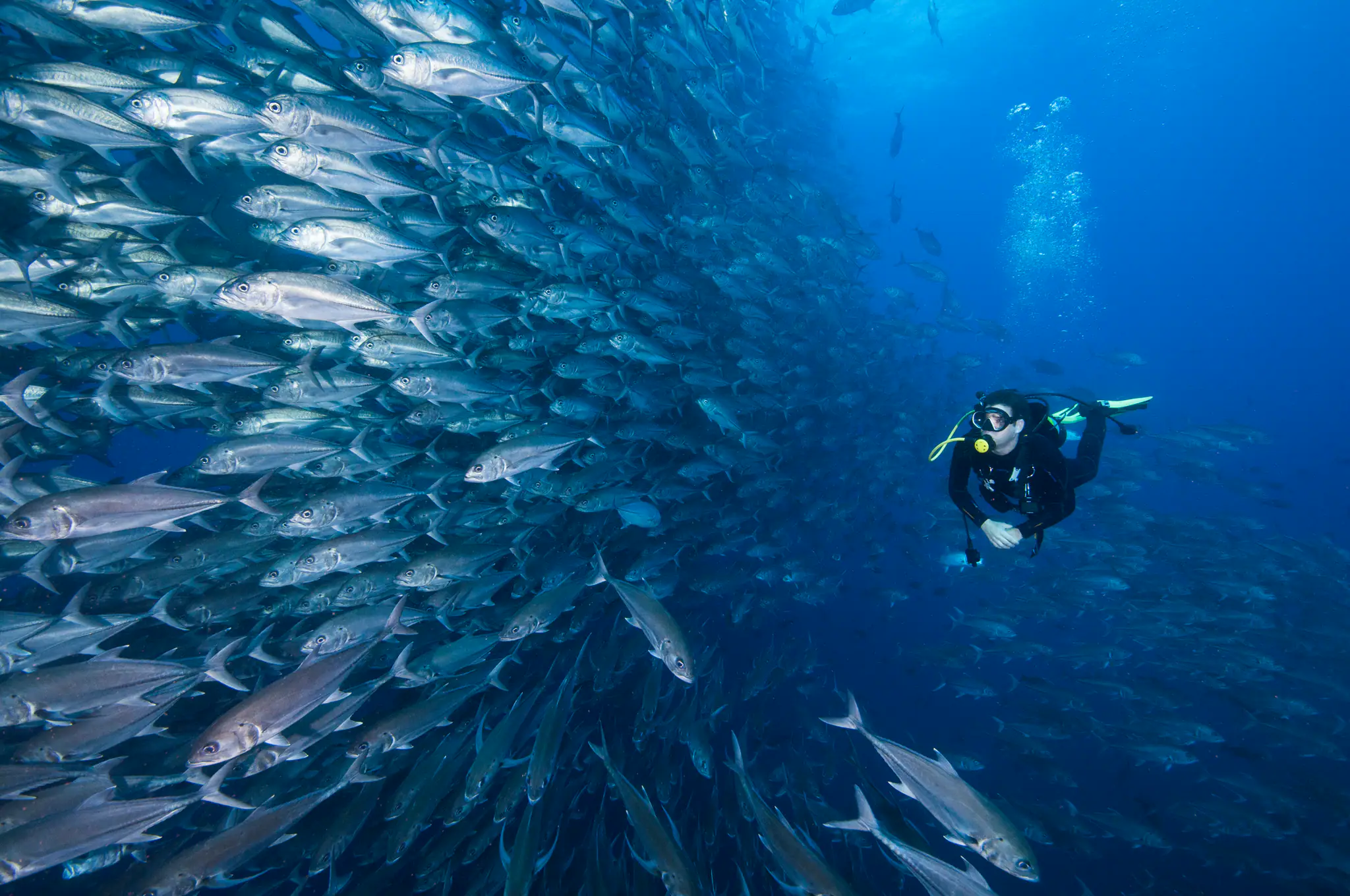 Divers Swimming with School of Fish