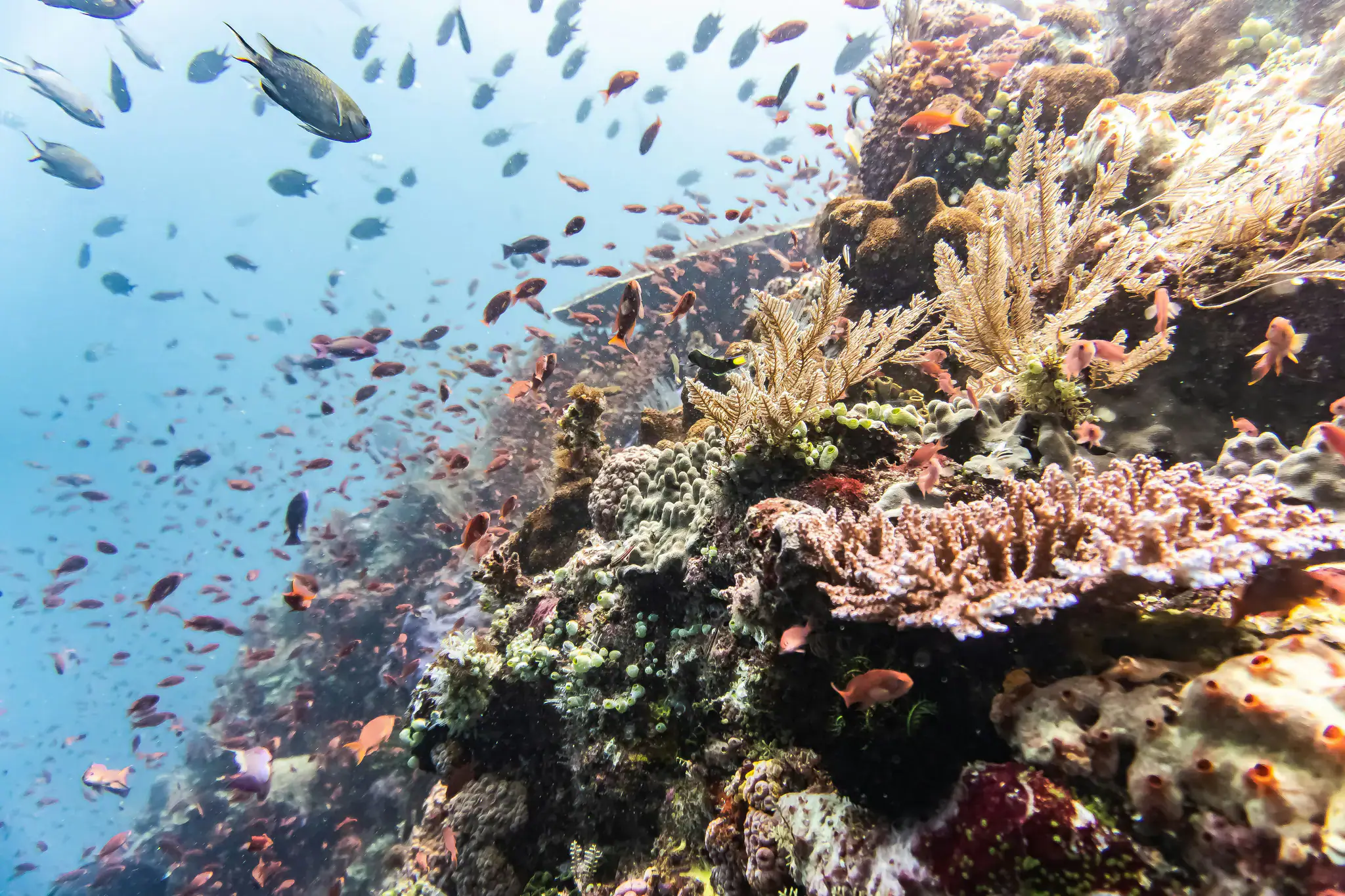 Best Dive Site in Banda Sea Nusa Laut | The Yacht Club Indonesia