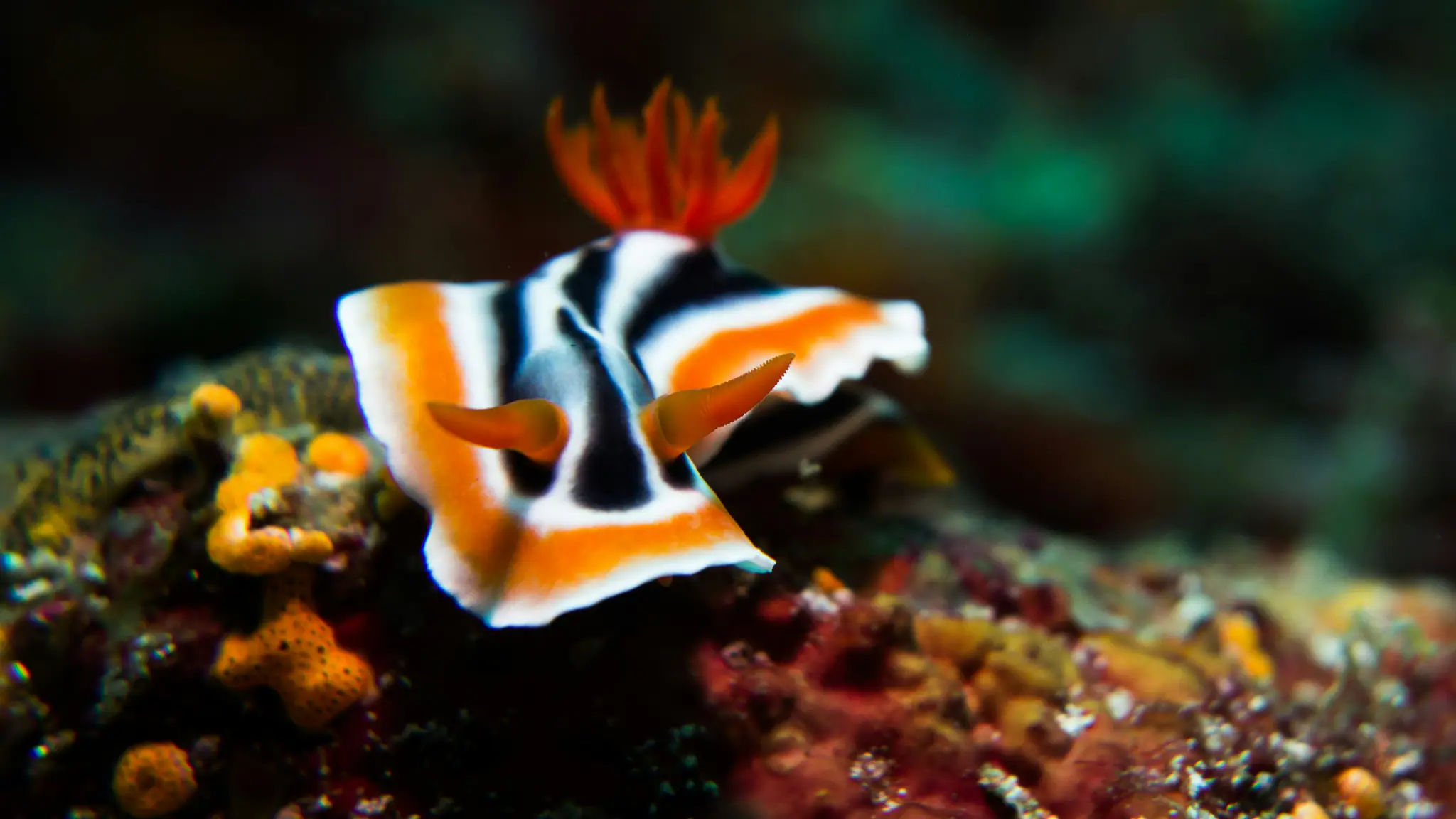 Nudibranch or Sea Slug from Raja Ampat | The Yacht Club Indonesia