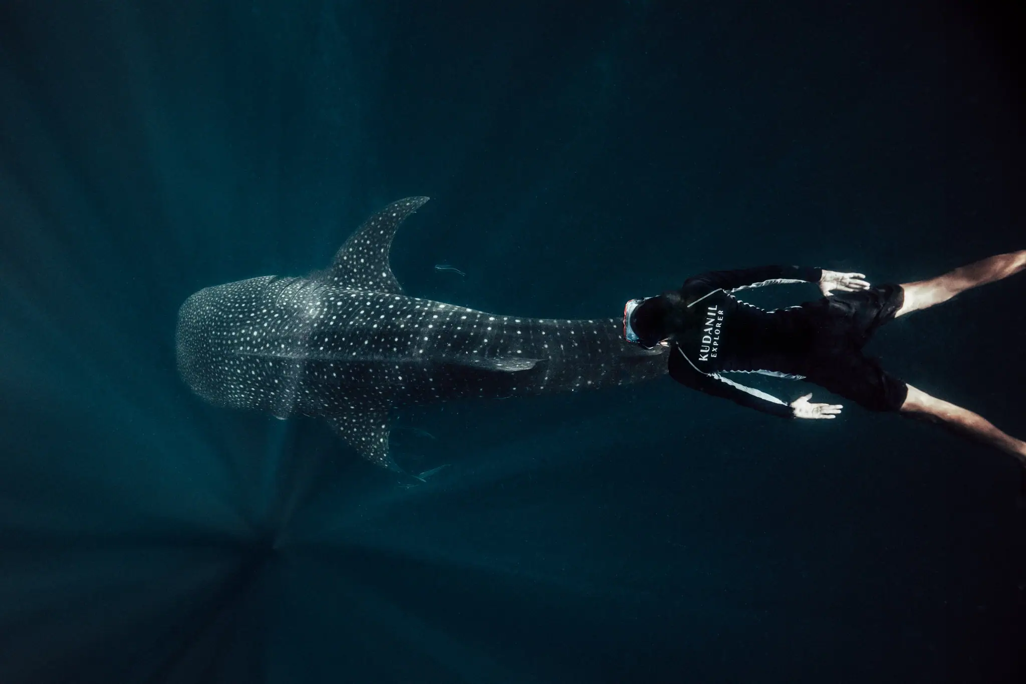 Kudanil Explorer Expedition Yacht | Swimming beside whale shark
