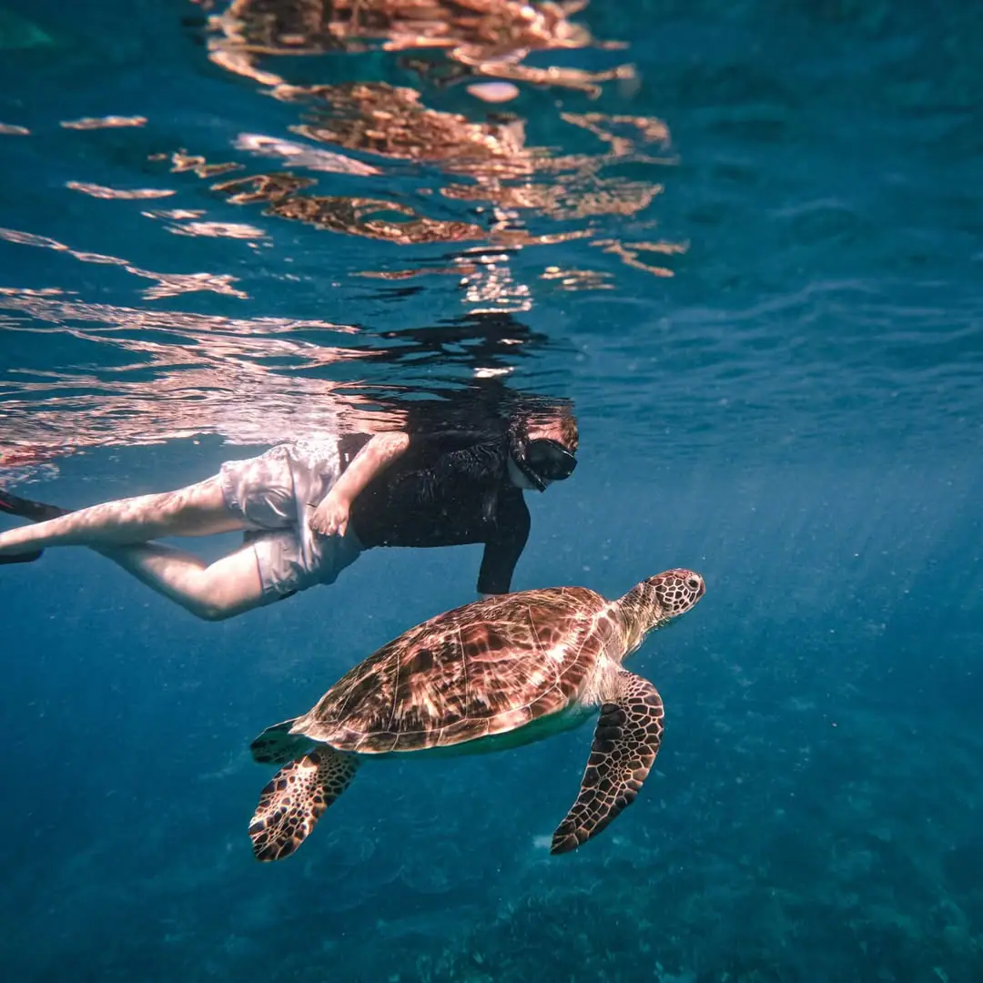 Mischief Boutique Yacht | Sea Turtle Snorkeling Experience