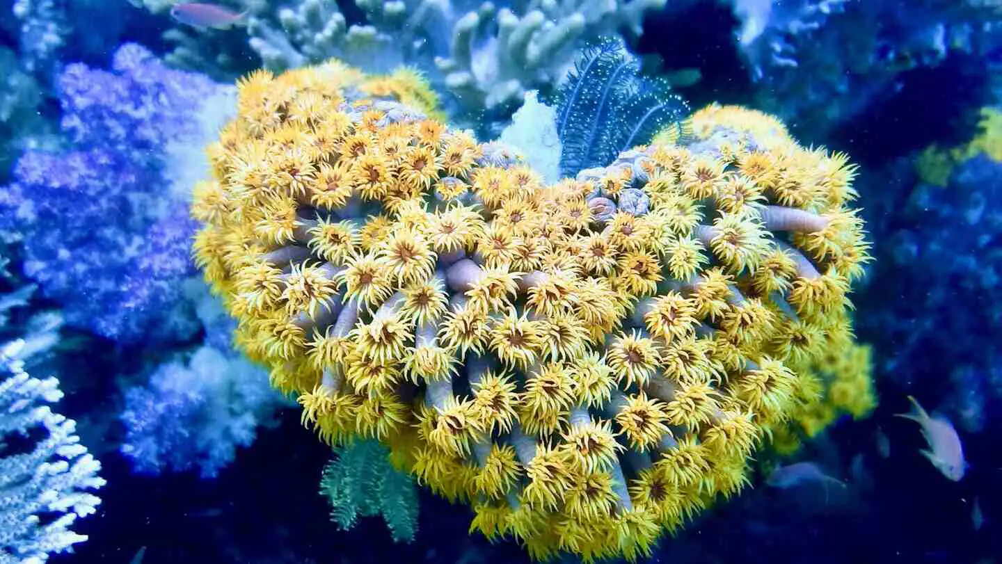 Beauty underwater diversity diving in Indonesia