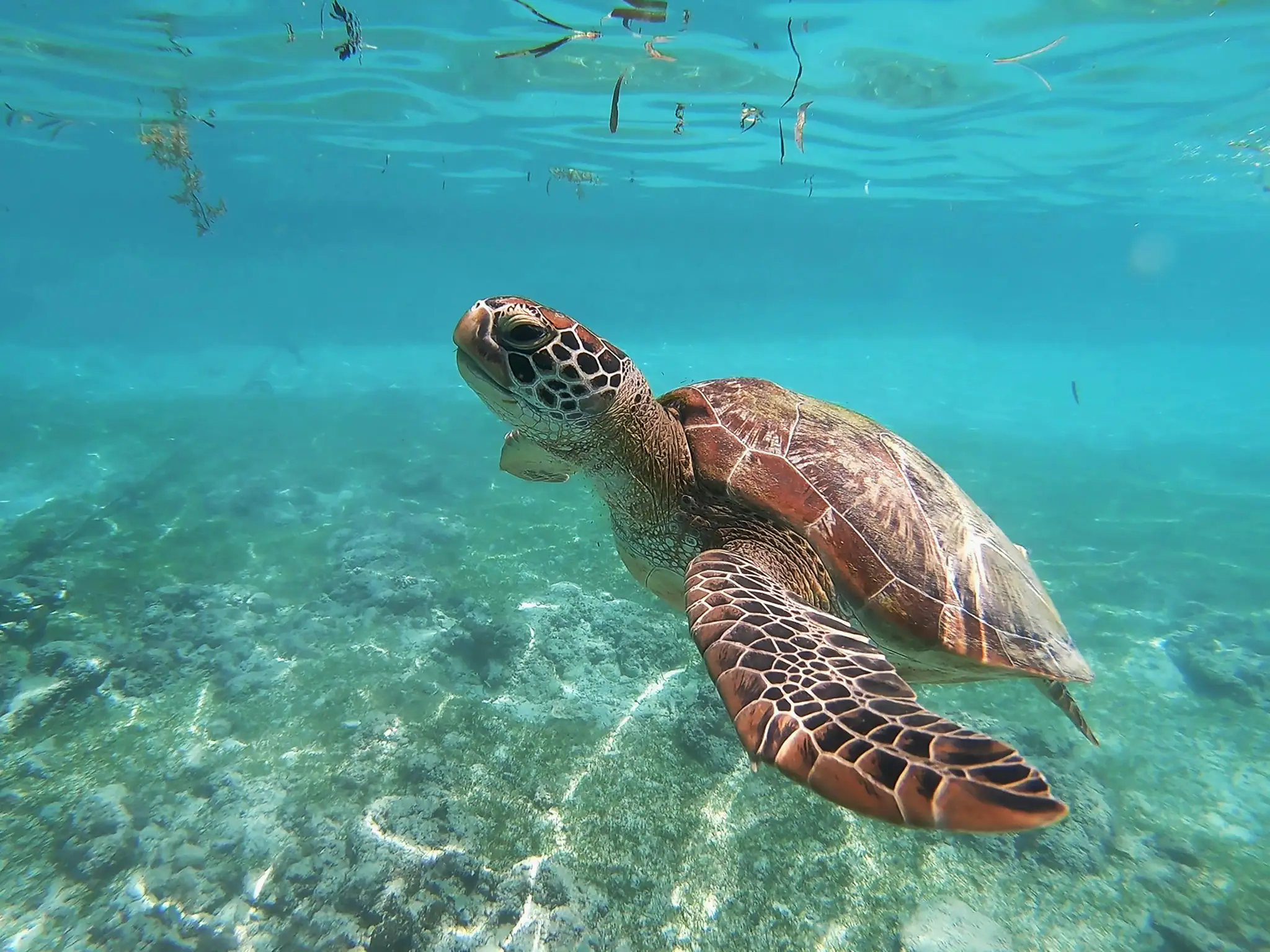 The Turtle of Tatawa Komodo | The Yacht Club Indonesia