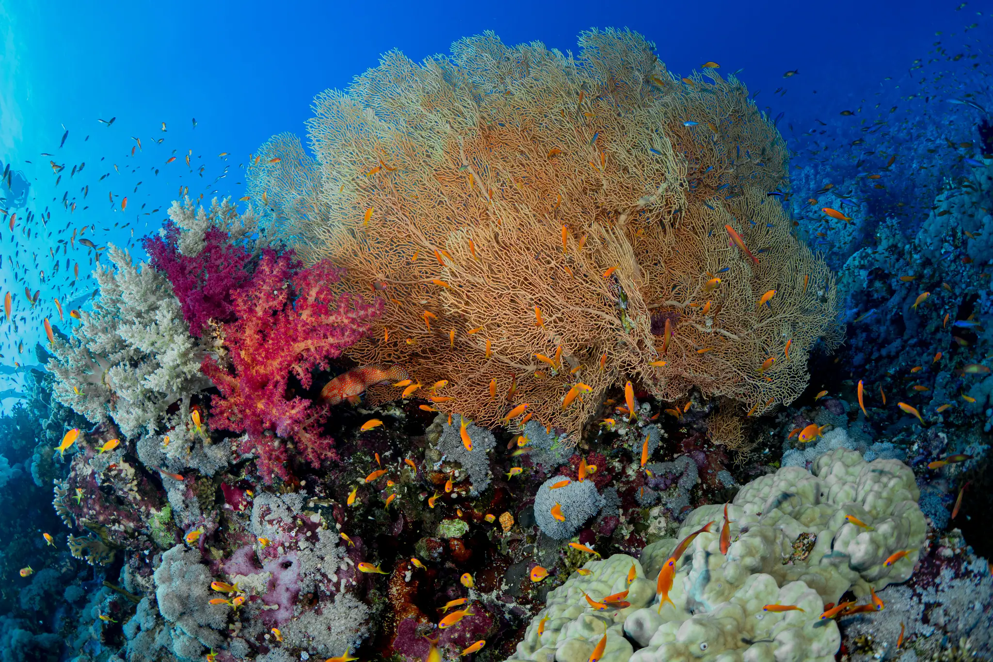 Raja Ampat Beautiful Corals | The Yacht Club Indonesia