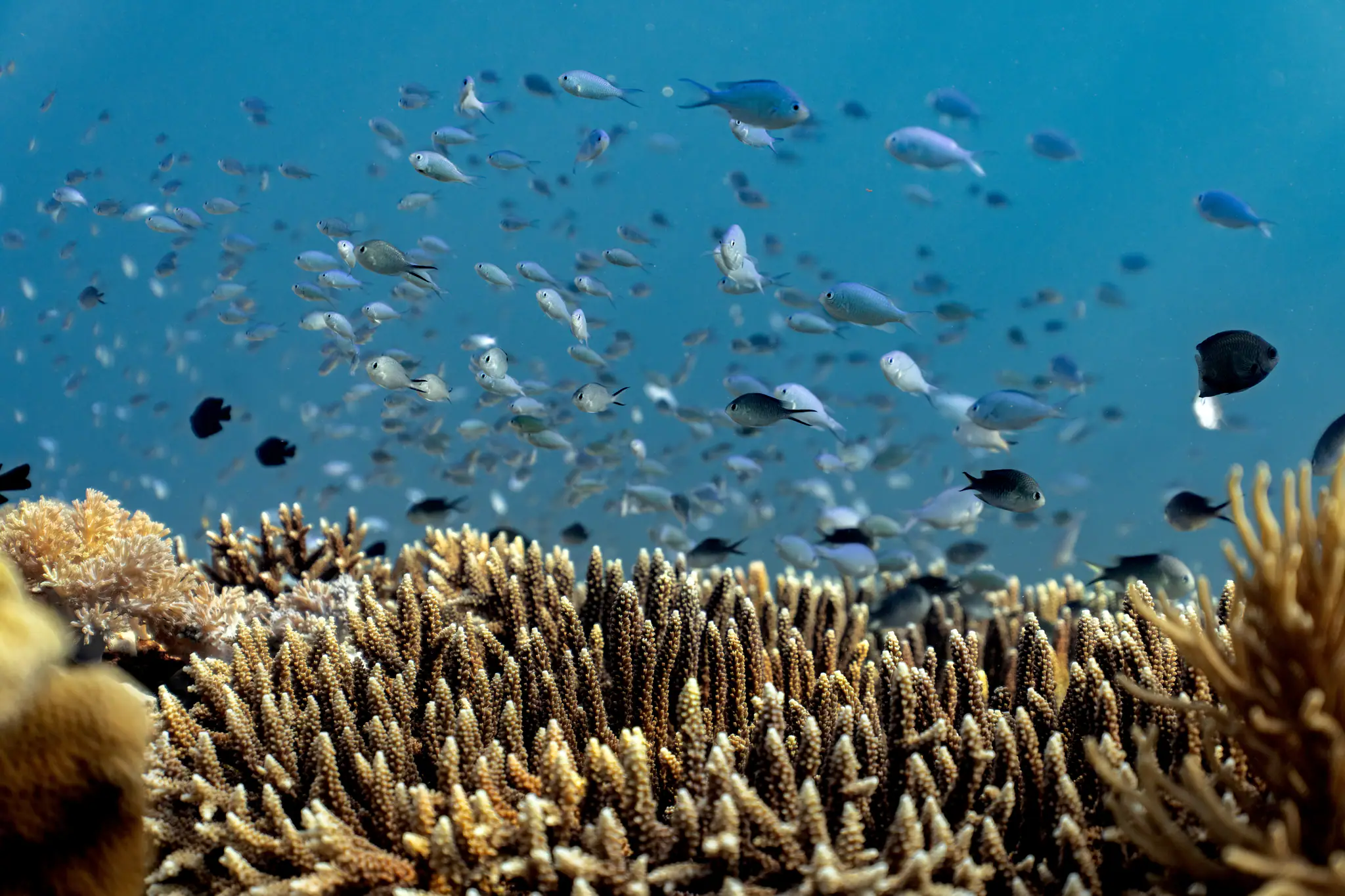 Komodo Underwater Scenery | The Yacht Club Indonesia