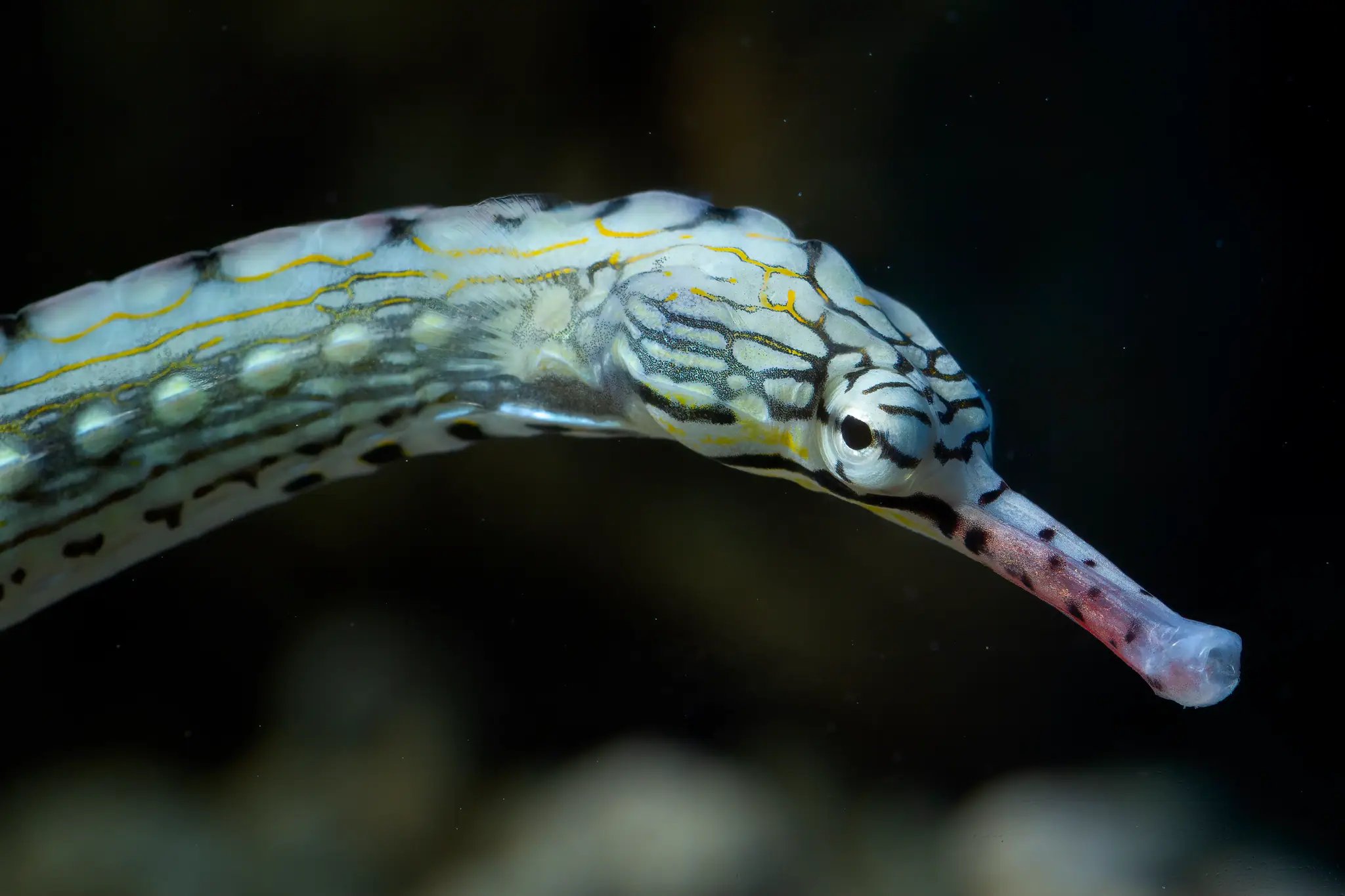 Pipefish | The Yacht Club Indonesia