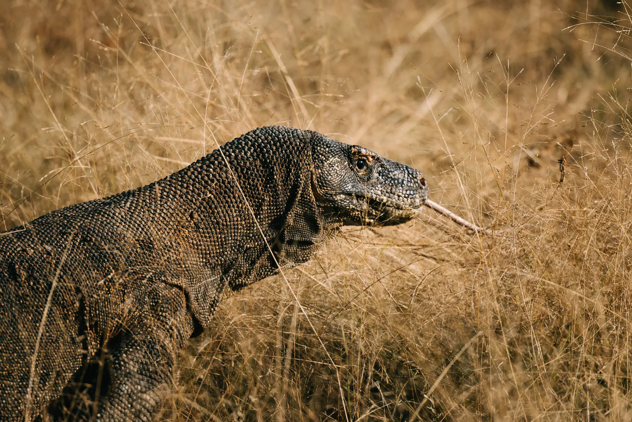 Varanus Komodoensis the Komodo Dragon | The Yacht Club Indonesia