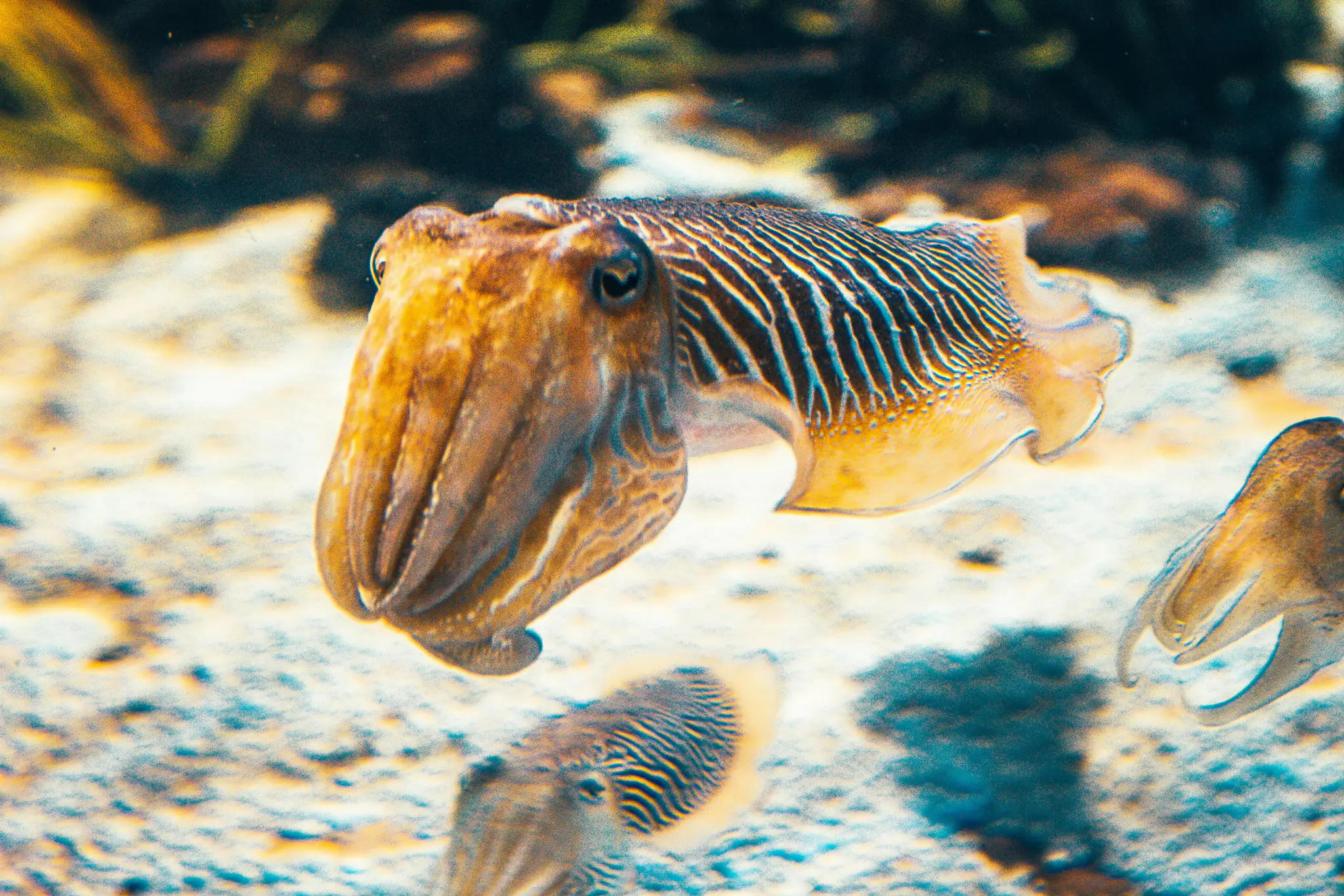 Cuttlefish | The Yacht Club Indonesia