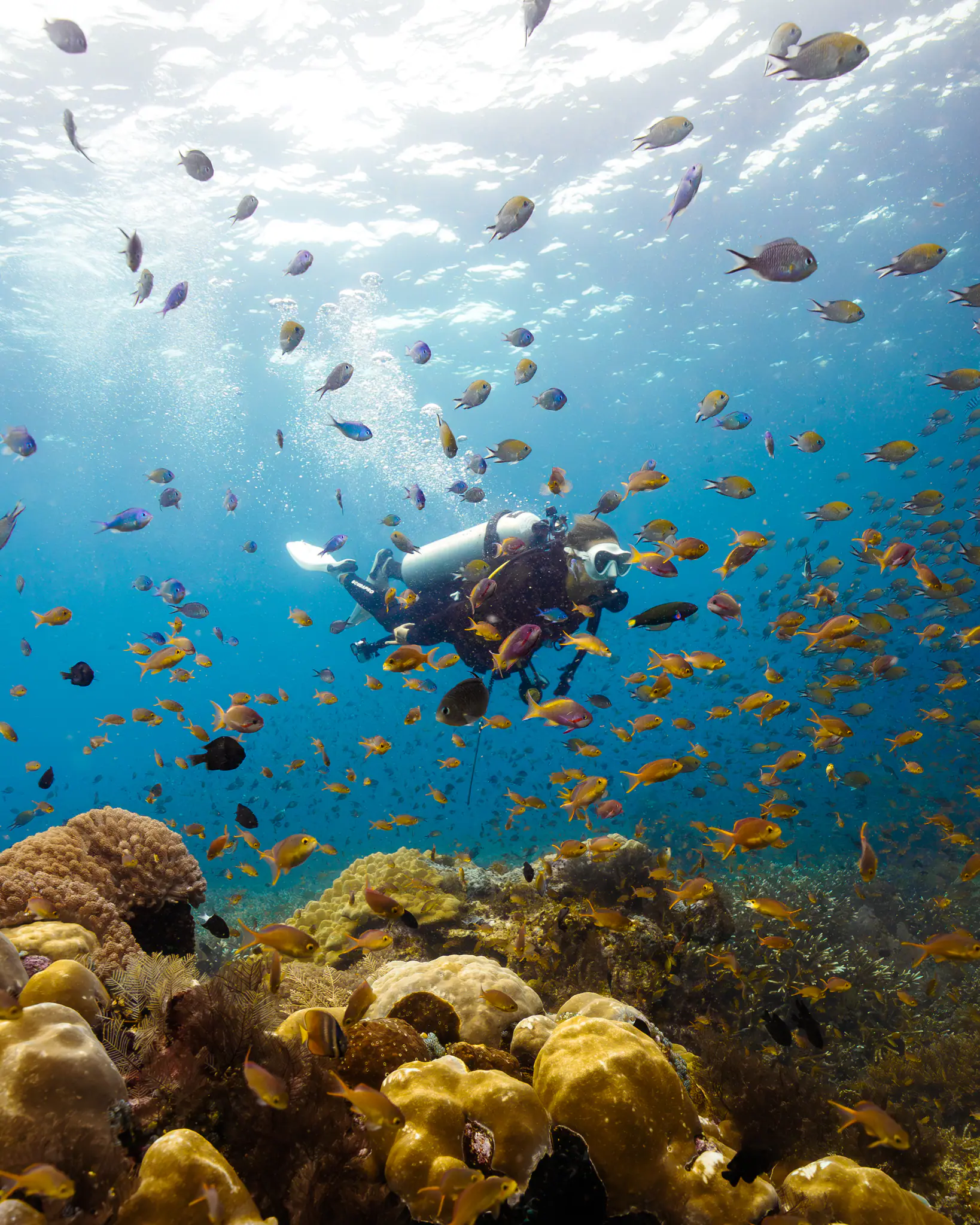 Rascal Adventure Yacht | Scuba diving in vibrant coral reef
