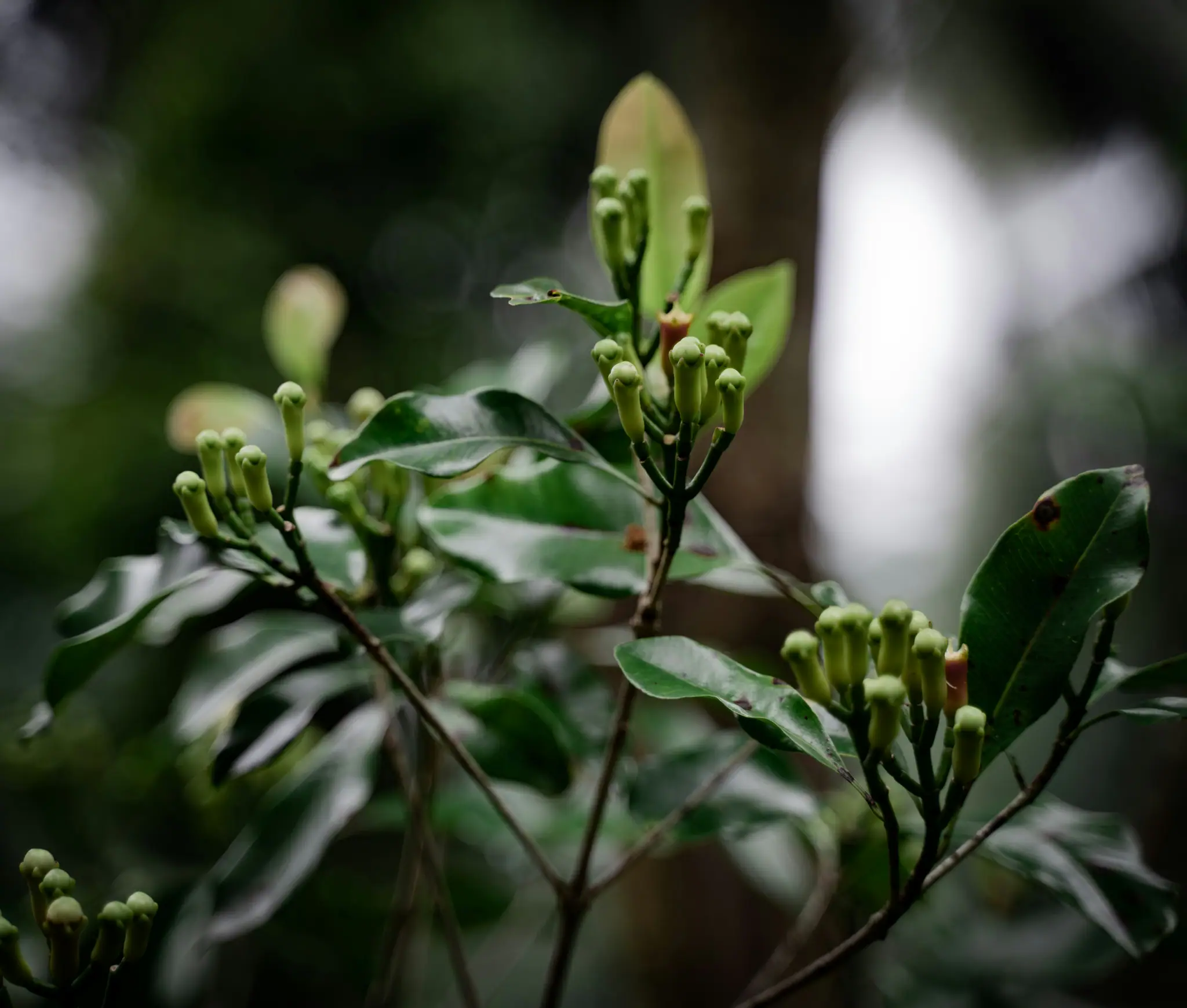 Cloves from Run Island of Banda | The Yacht Club Indonesia